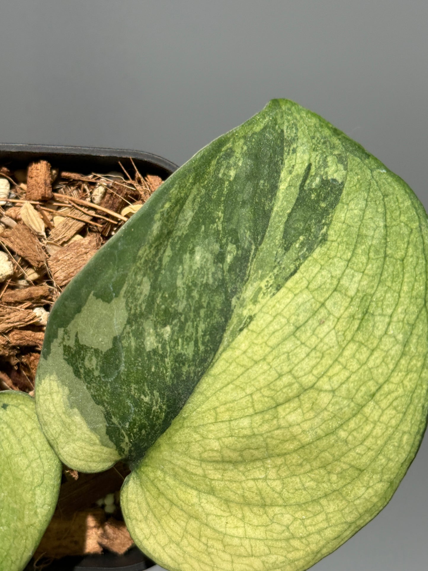 スキンダプサス センバダ  / Scindapsus Sembada (1)