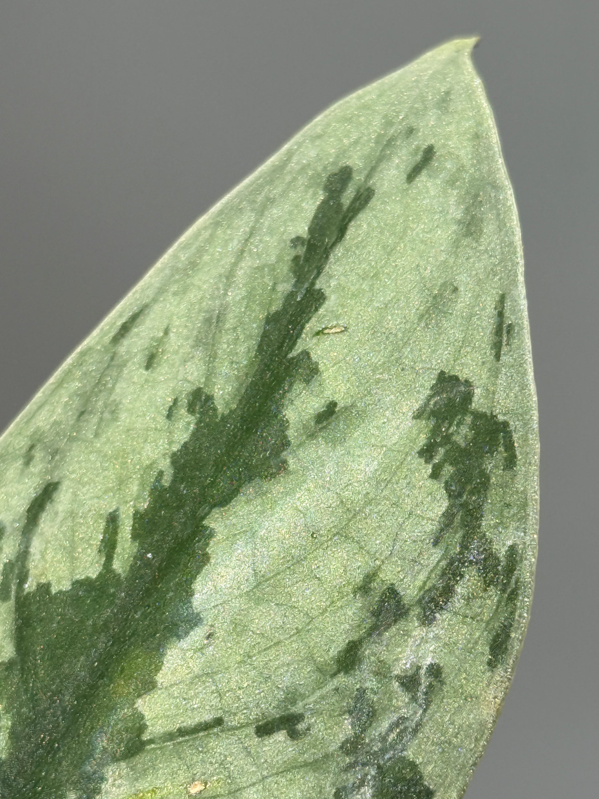 スキンダプサス Sp. イロコス / Scindapsus Sp.ilocos (1)