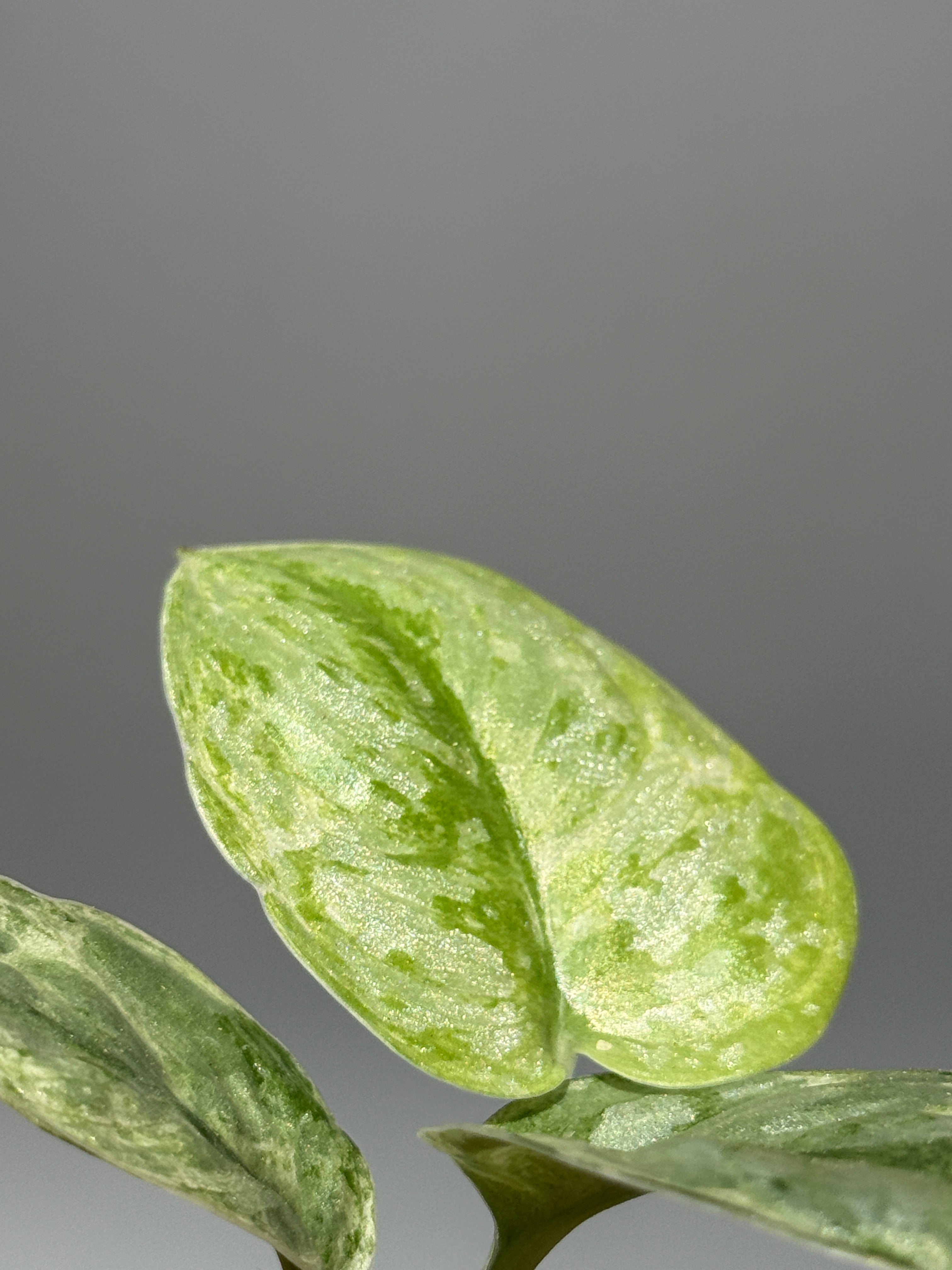 All Plants – Page 2 – Nakayama-Plants