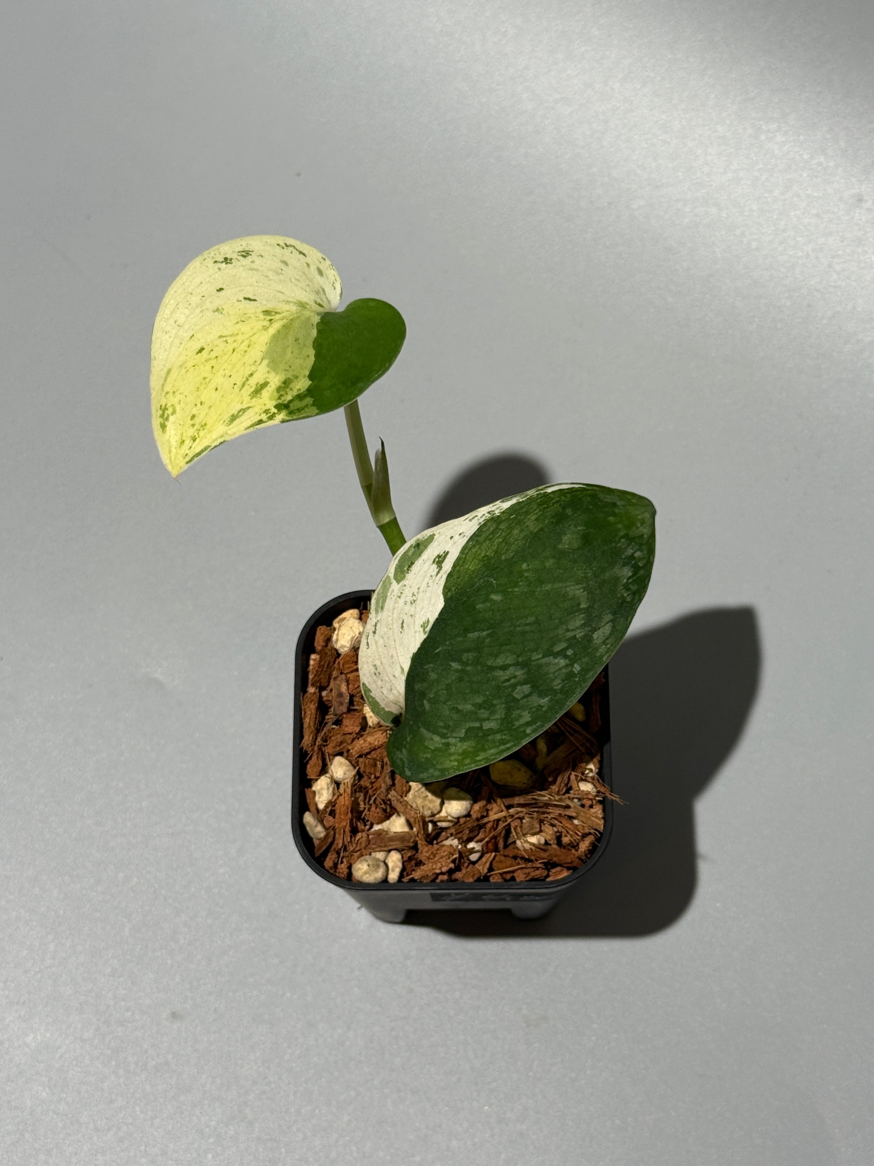 All Plants – Nakayama-Plants