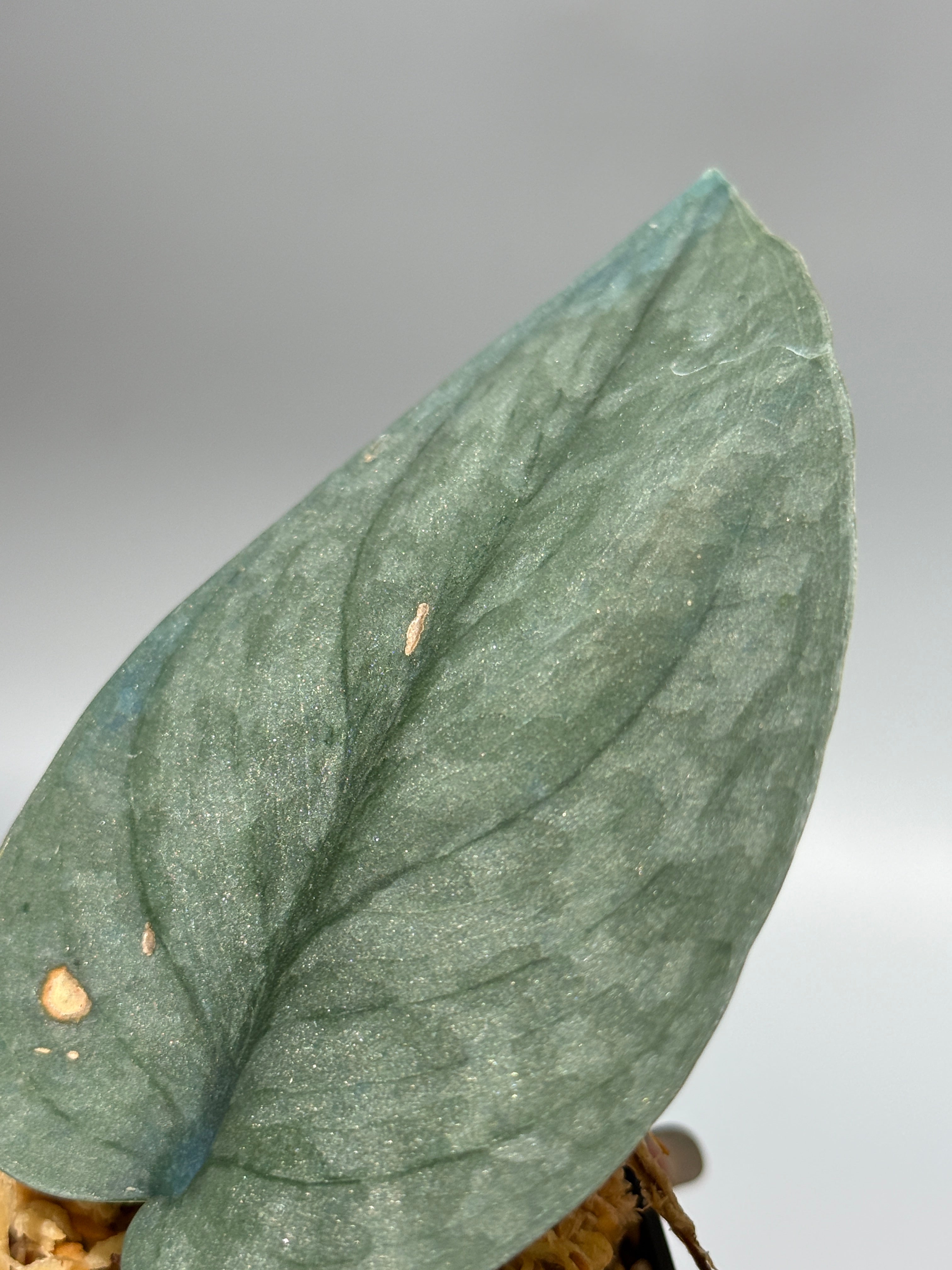 All Plants – Nakayama-Plants