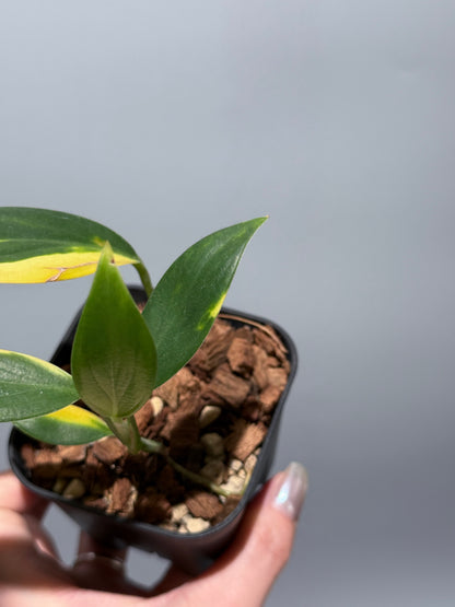 スキンダプサス コリアセウス イエロー / Scindapsus coriaceus yellow (2)