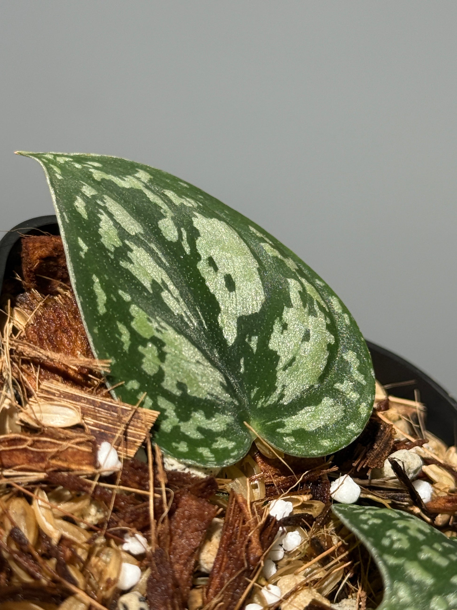 スキンダプサス トリカラー / Scindapsus tricolor (1)