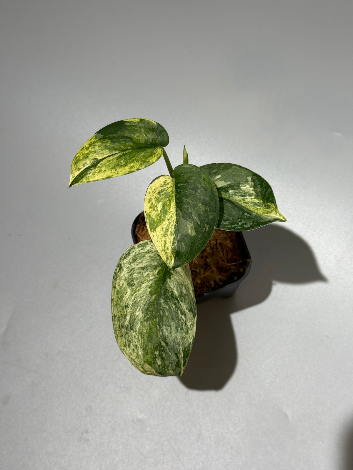 スキンダプサス エキゾチカ サラカ トリカラー  / Scindapsus Exotica salaka toricolor (1)