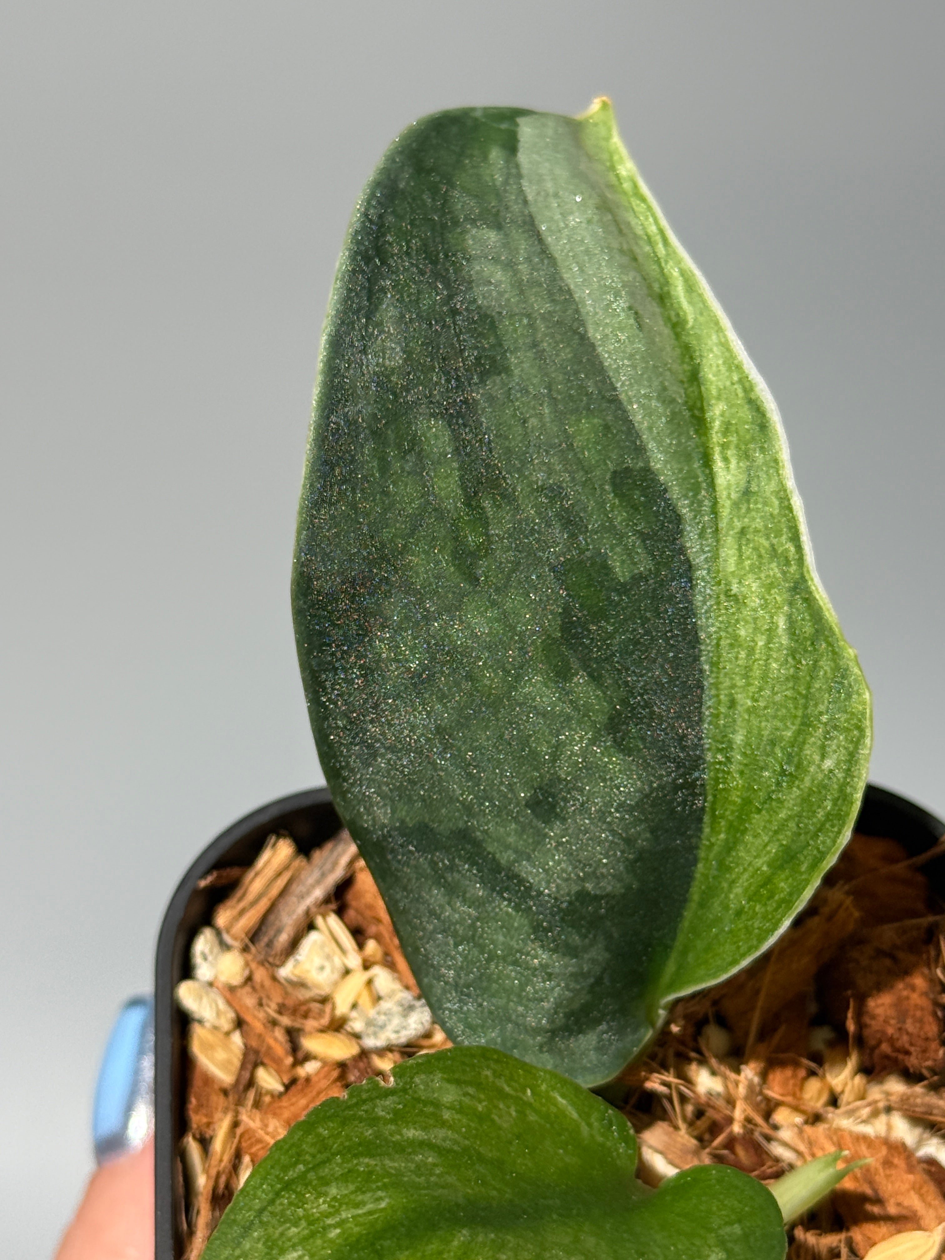 All Plants – Page 2 – Nakayama-Plants