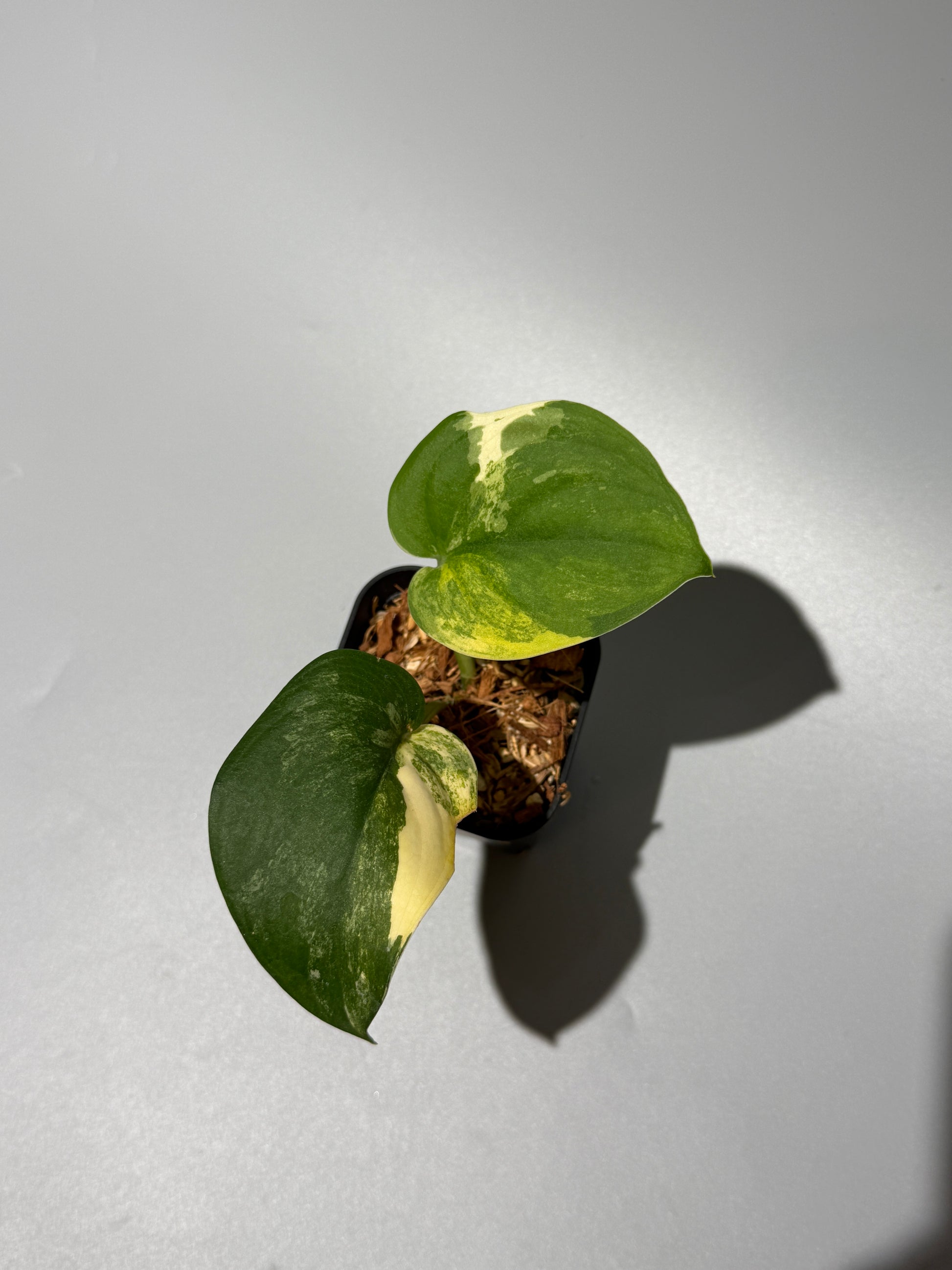 スキンダプサス ジェイドサテン オーレア  / Scindapsus jadesatin aurea (1)