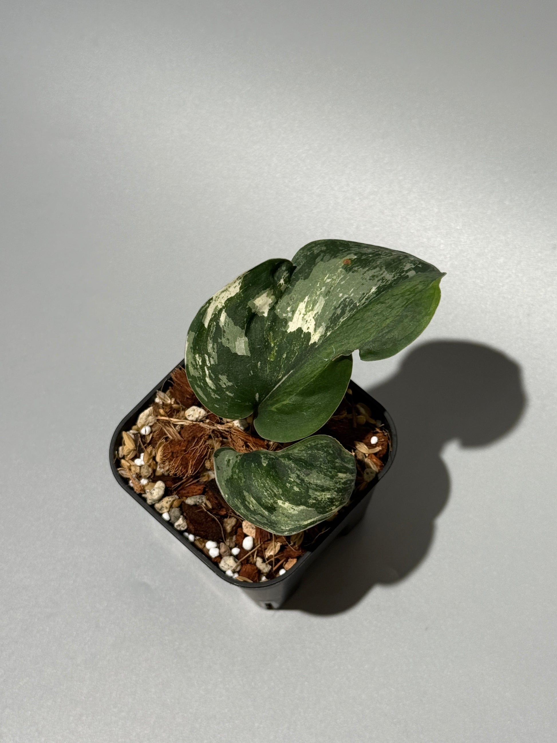 スキンダプサス シルバースプラッシュ ミューテーション/ Scindapsus Silver splash mutation  (3)