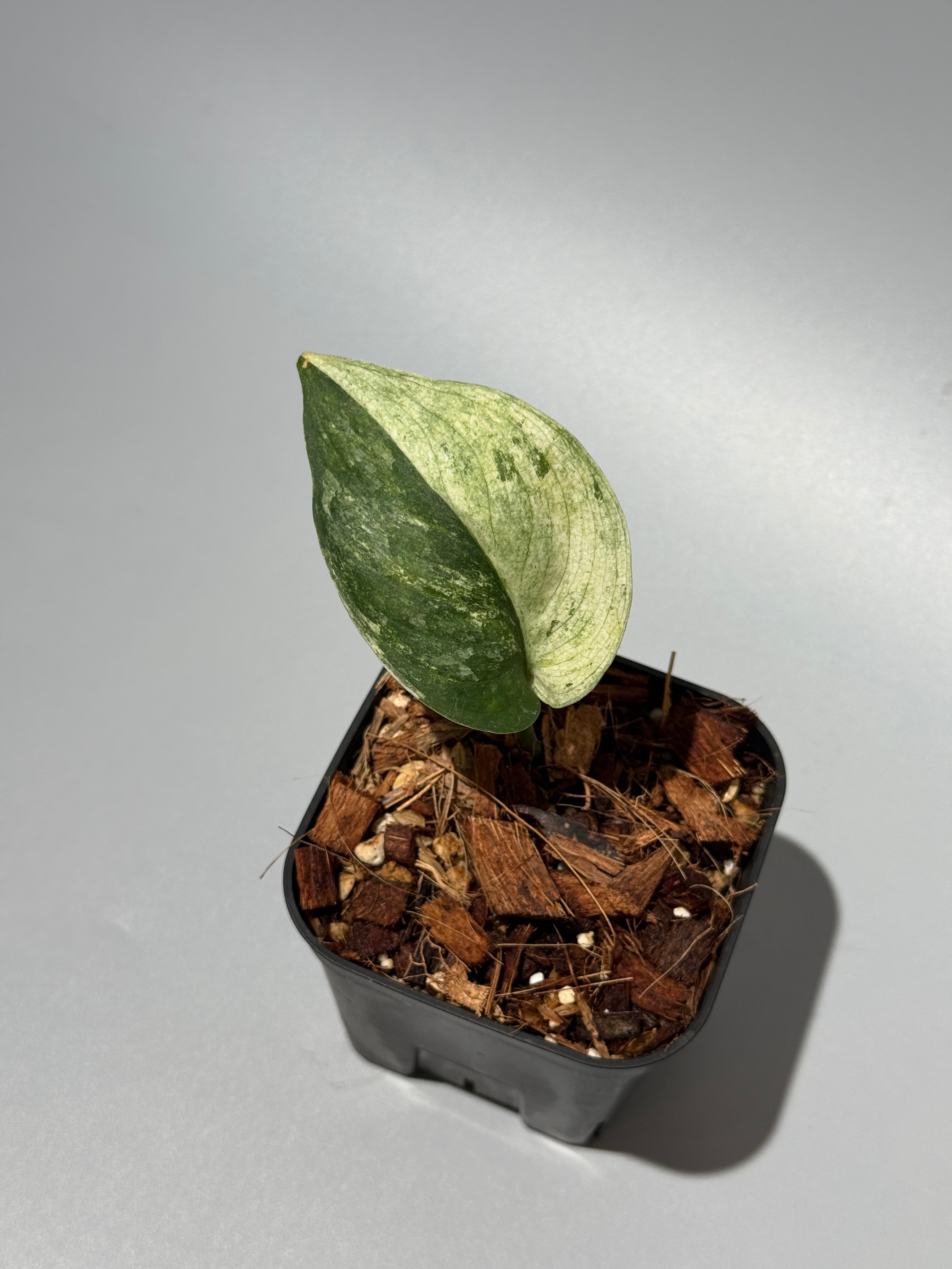 商品 – Page 3 – Nakayama-Plants