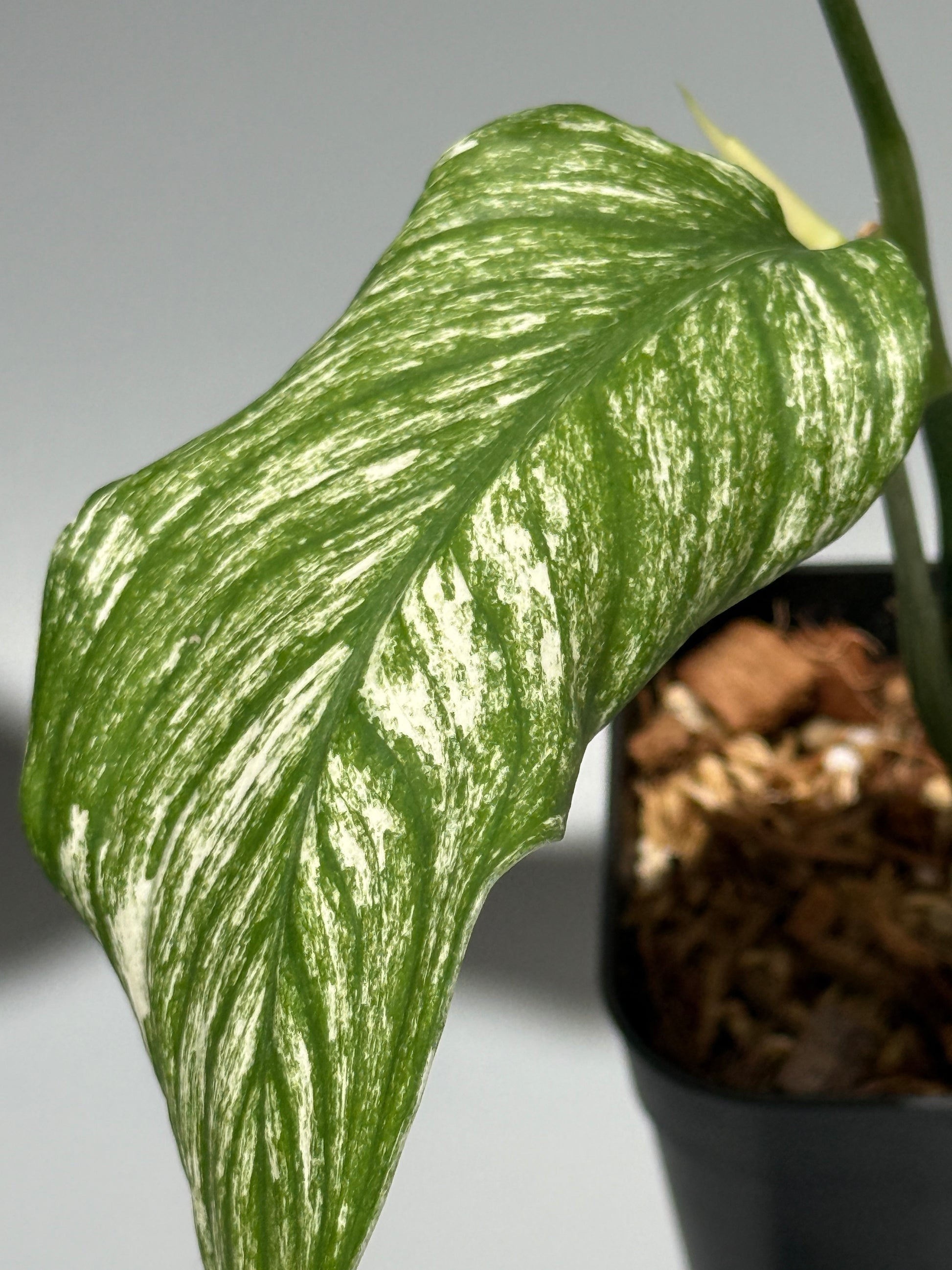 スキンダプサス ロンギピタス ミント  / Scindapsus Longistiptatus mint (1)