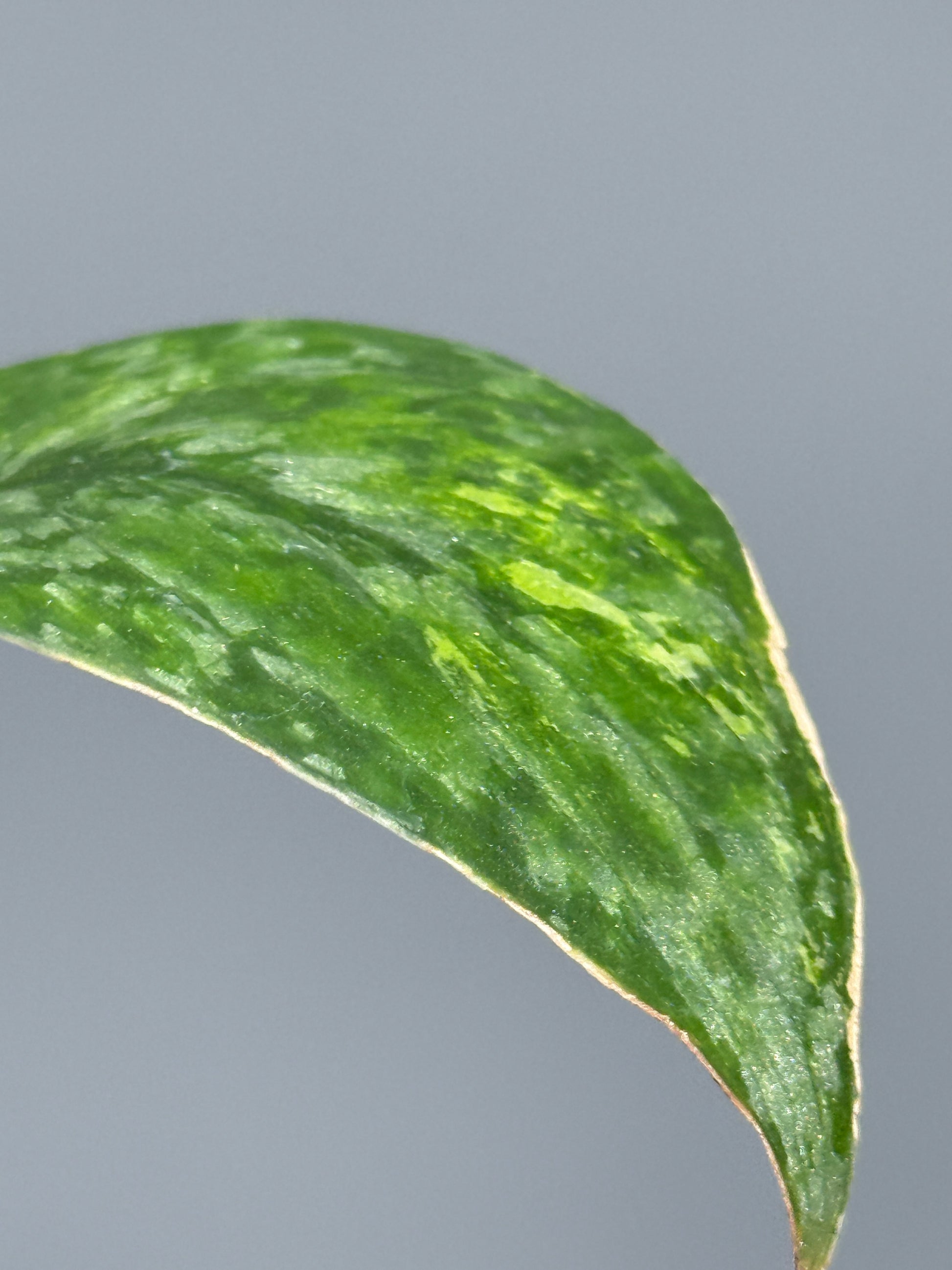 スキンダプサス レオパード / Scindapsus Leopard (1)