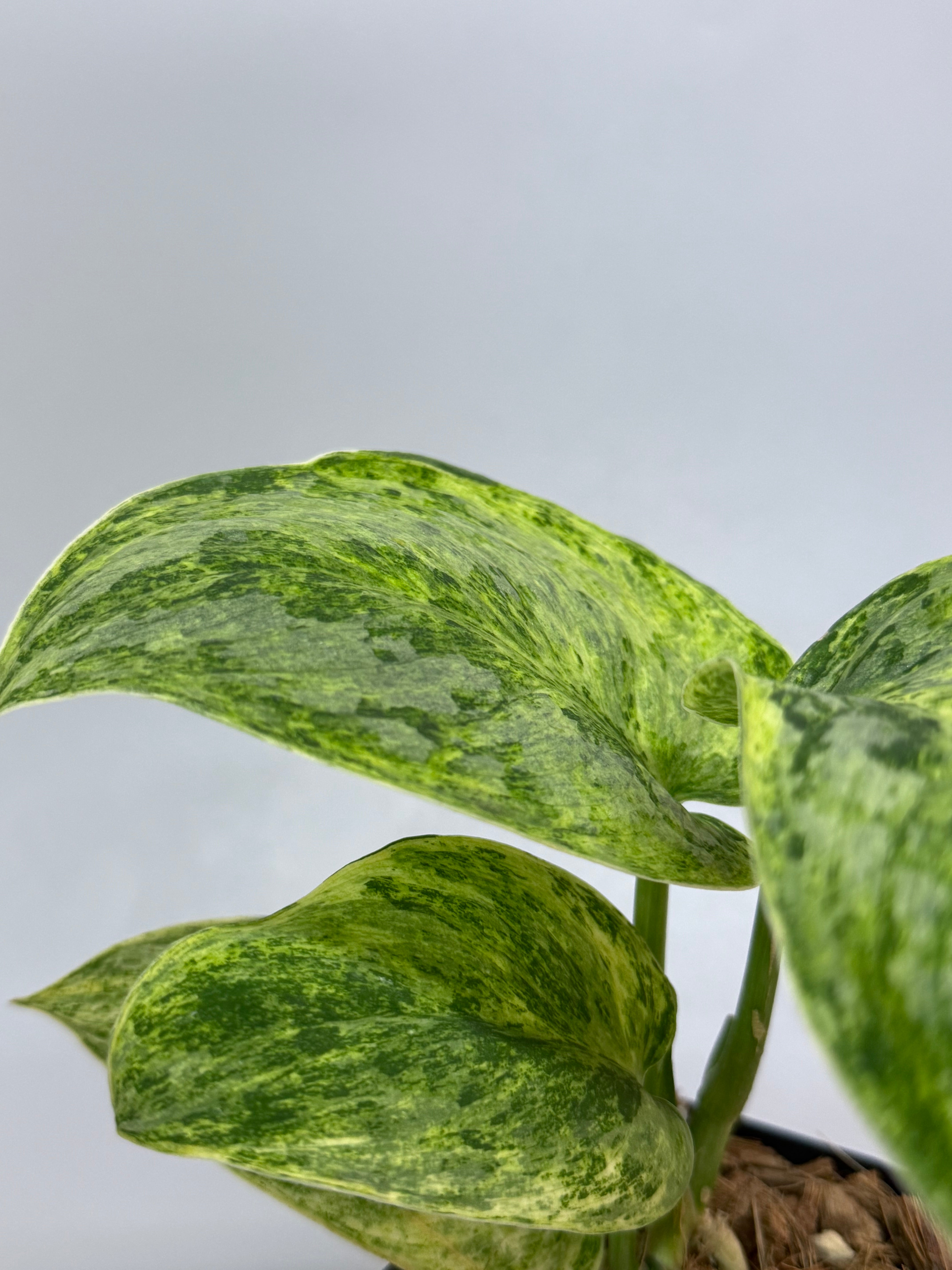 スキンダプサス テンバガ / Scindapsus Tembaga (1) – Nakayama-Plants