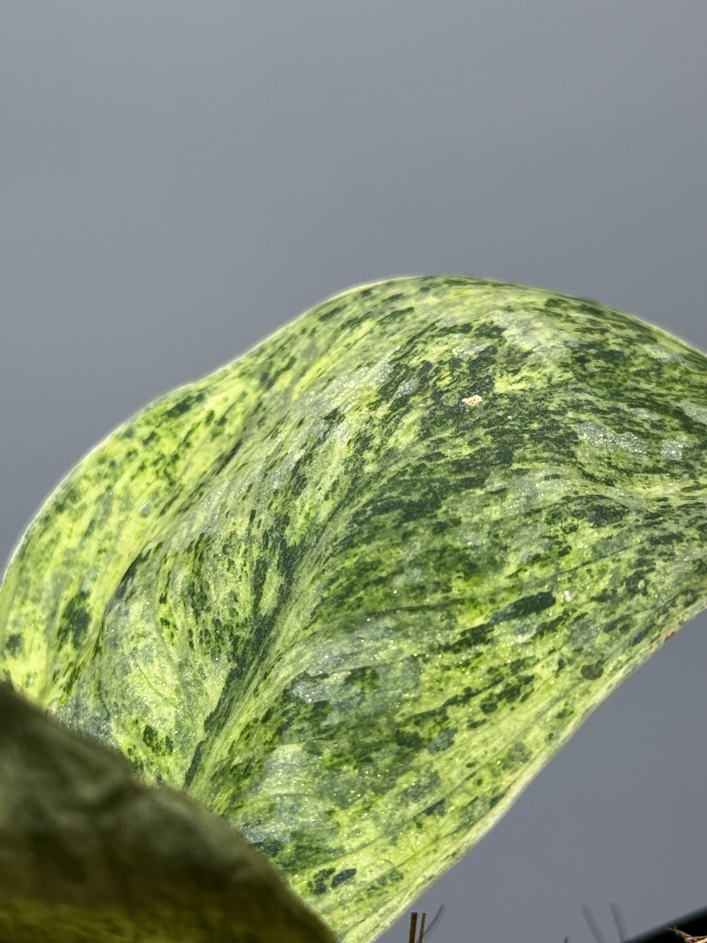 スキンダプサス テンバガ  / Scindapsus Tembaga (2)