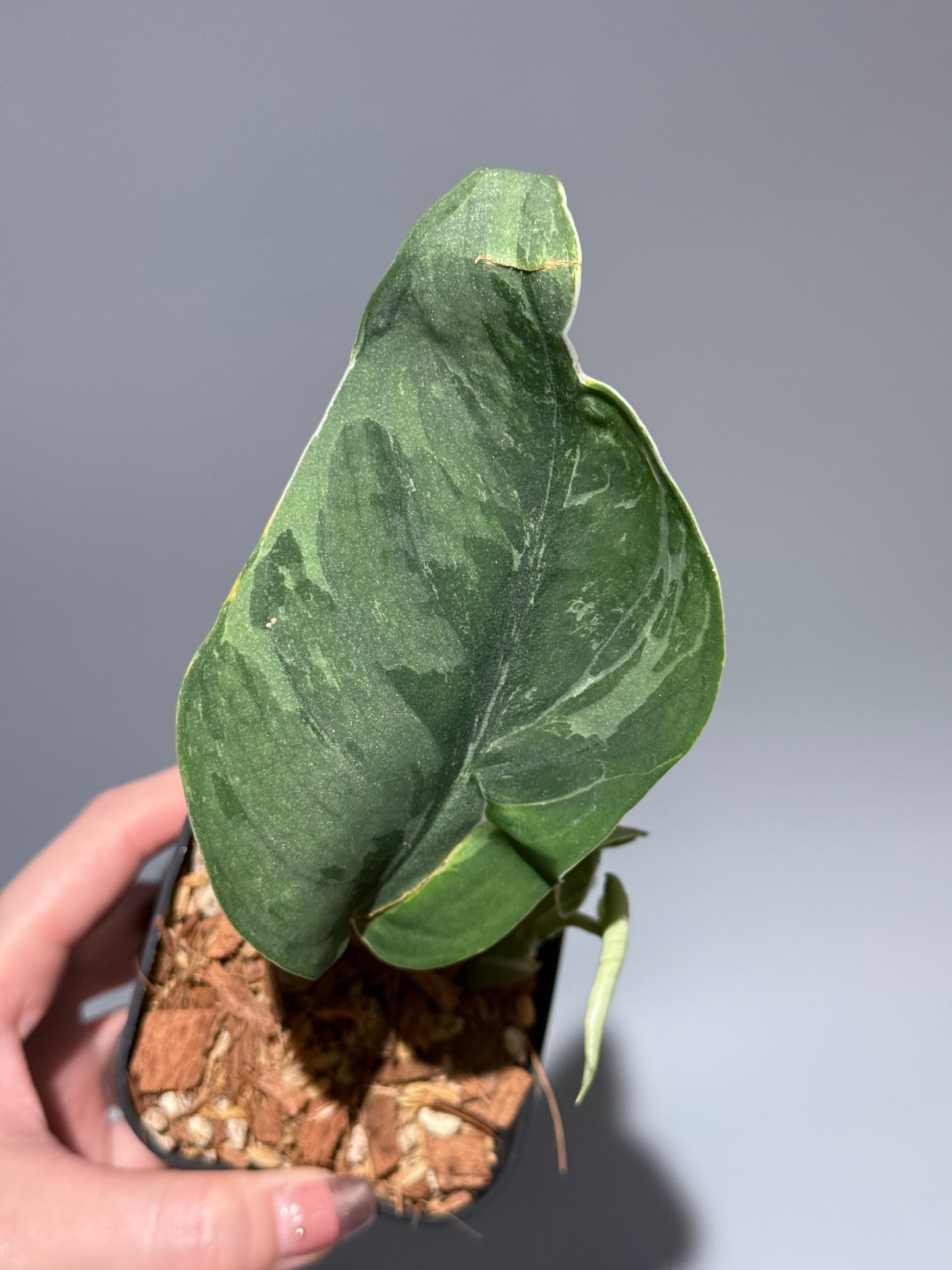 スキンダプサス シルバーナイト キサ / Scindapsus silverknight kisut (1)