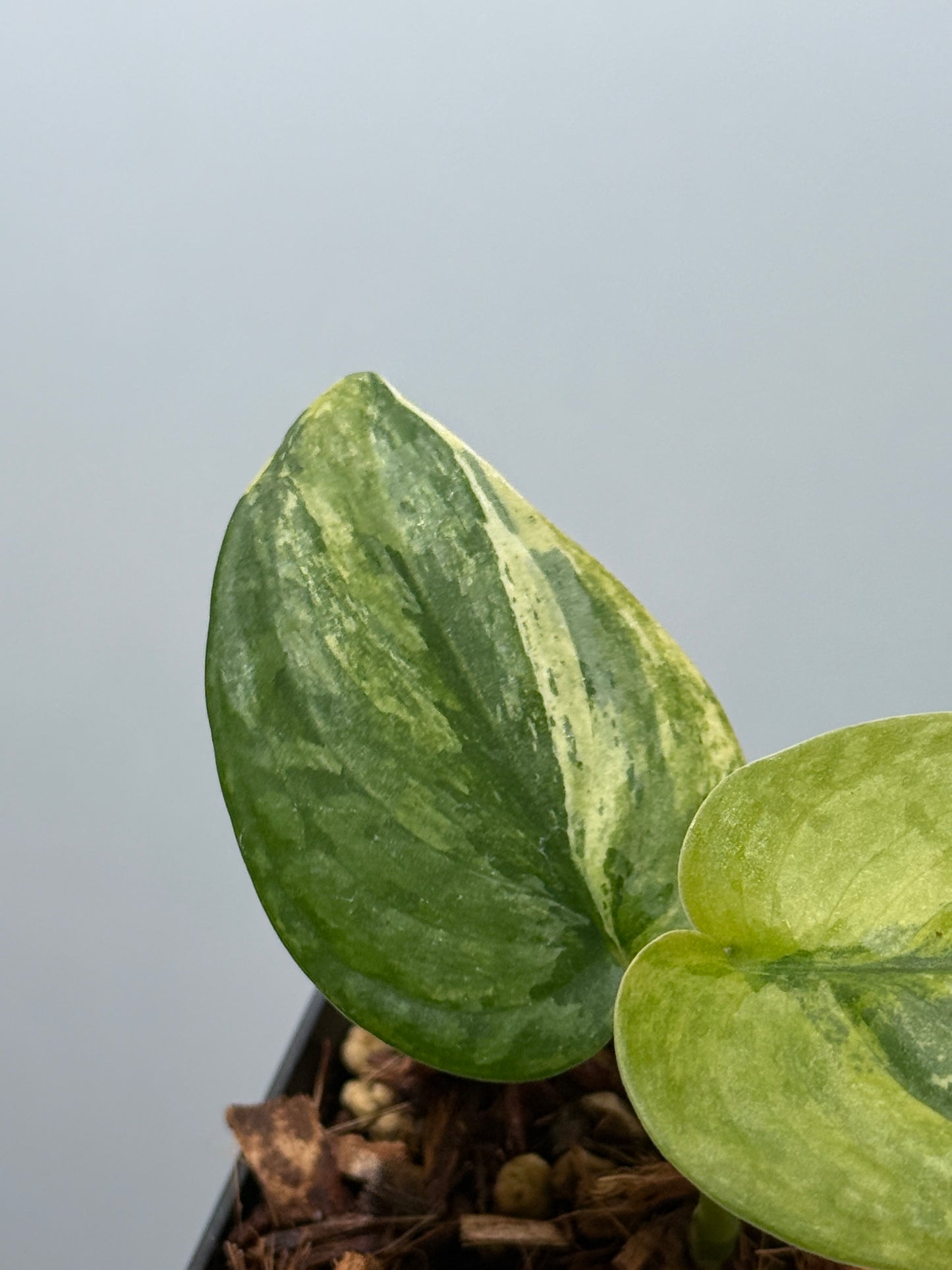 スキンダプサス プサカ / Scindapsus pusaka  (2)