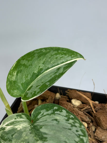 スキンダプサス シルバークリスタル / Scindapsus silver crystal (2)