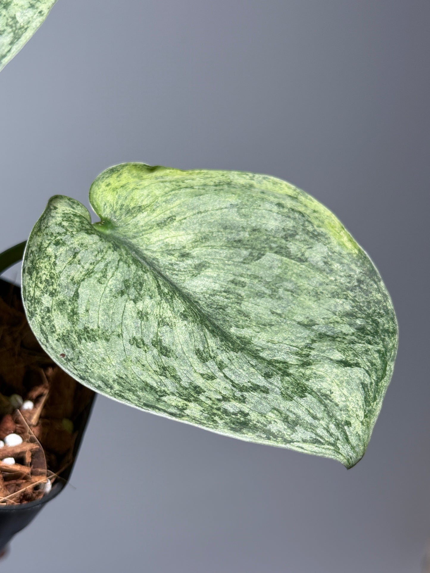 スキンダプサス エキゾチカ マーブル sp.バニュマス / Scindapsus exotica marble sp.Banyumas (1)