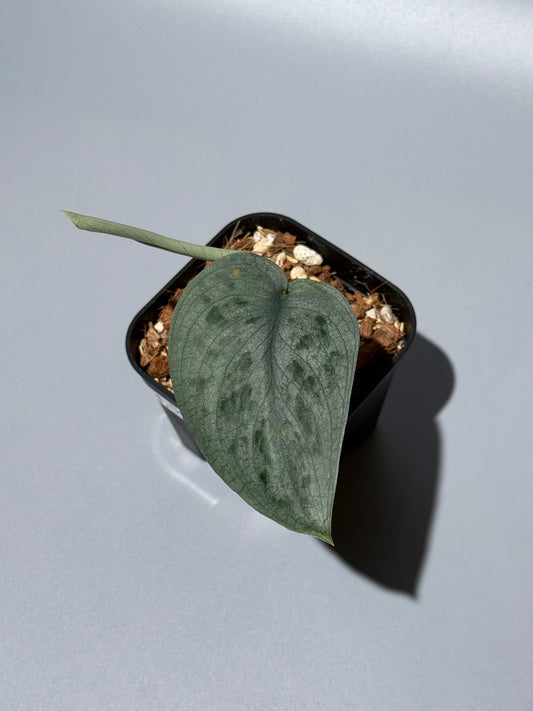 スキンダプサス  タトゥー / Scindapsus Tatoo (2)