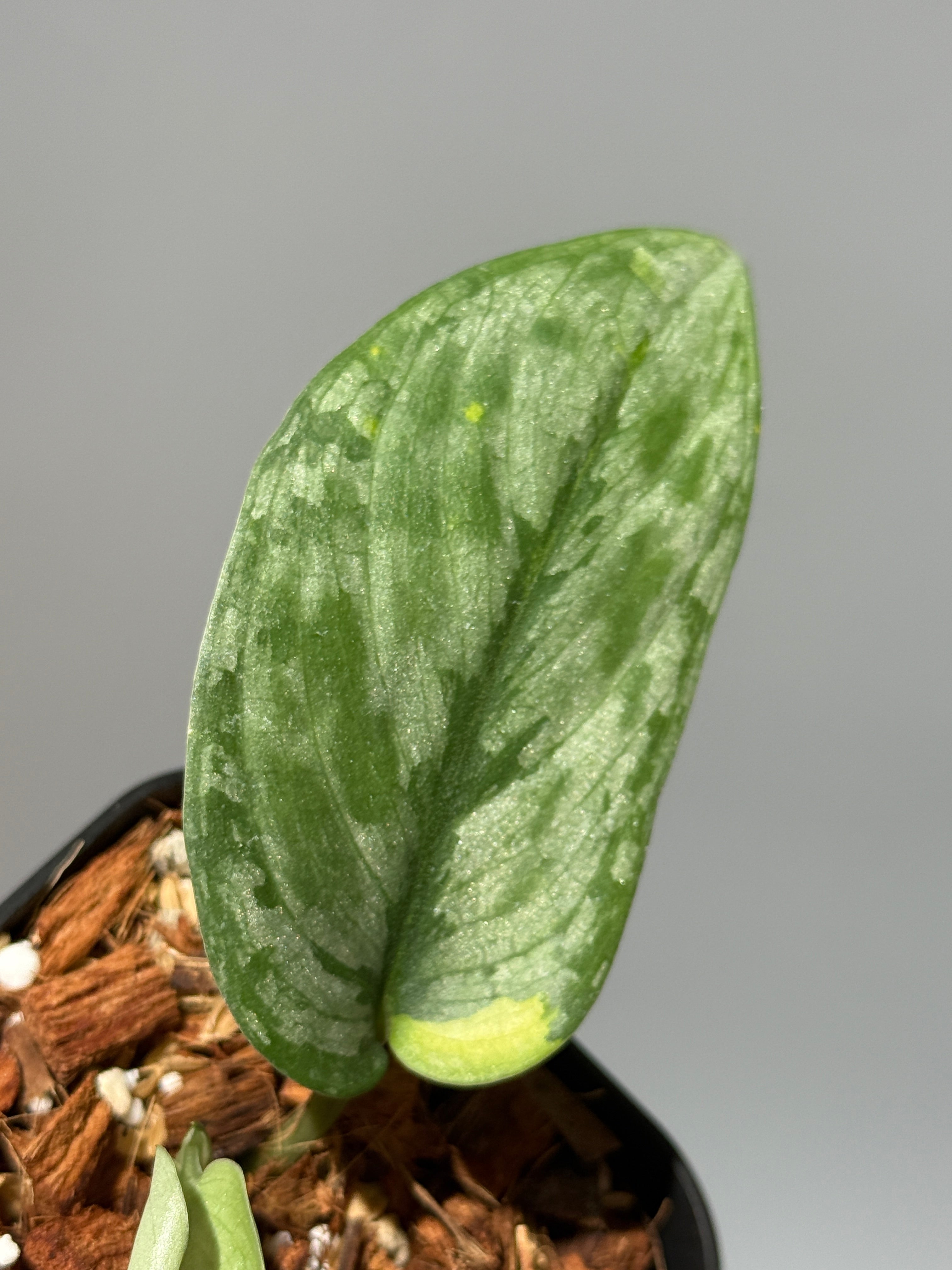 商品 – Page 3 – Nakayama-Plants