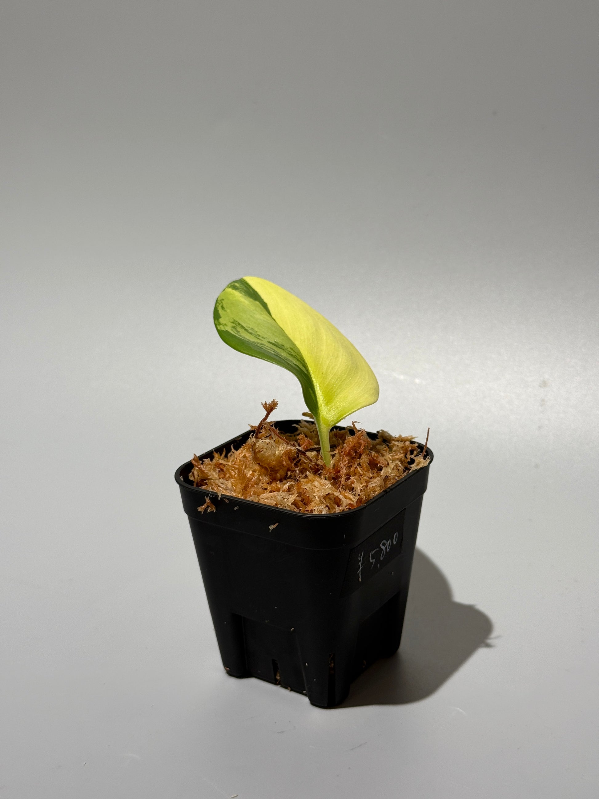 スキンダプサス ルビコン オーレア  / Scindapsus rubicon aurea (1)