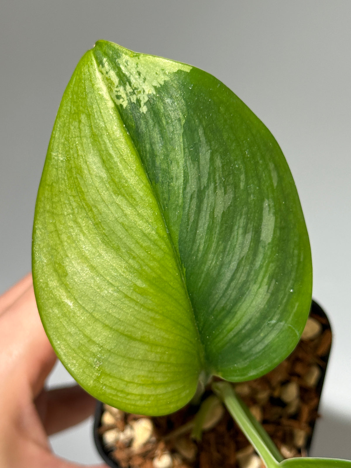 スキンダプサス ルビコン GOG  / Scindapsus rubicon GOG  (1)