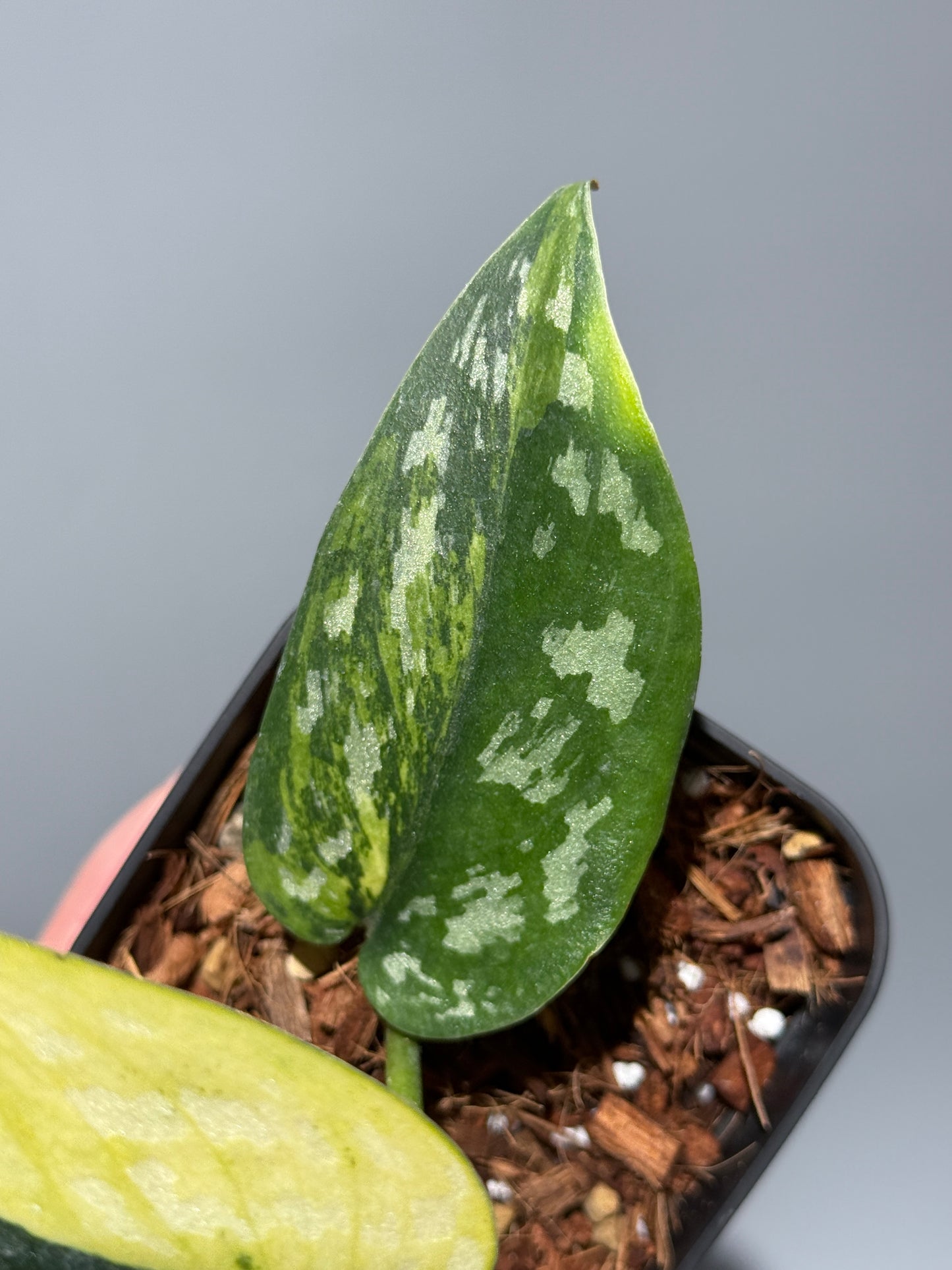 スキンダプサス マラフヨ / Scindapsus Marahuyo (1)