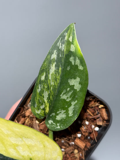 スキンダプサス マラフヨ / Scindapsus Marahuyo (1)