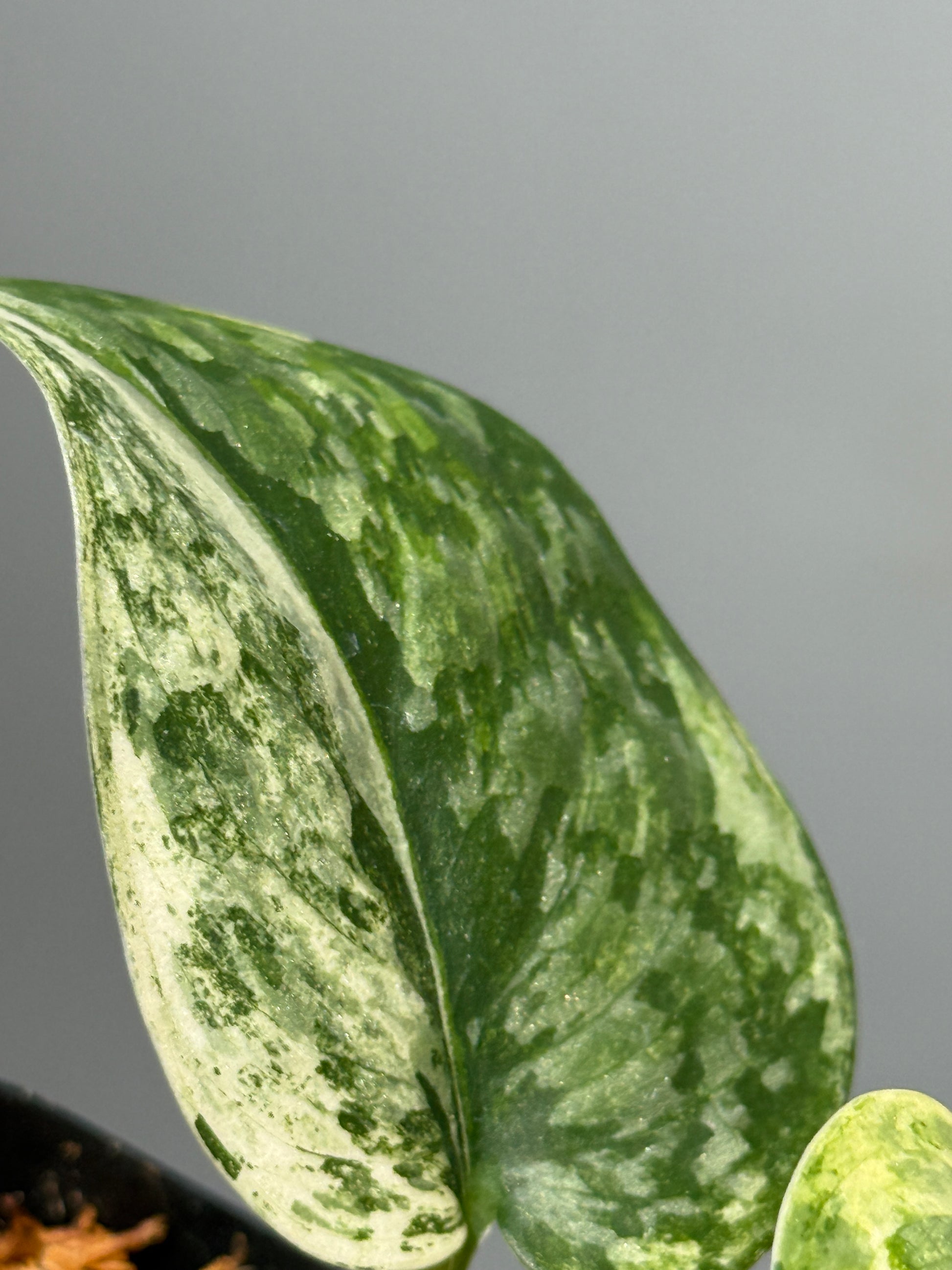 スキンダプサス エキゾチカ サラカ トリカラー  / Scindapsus Exotica salaka toricolor (1)