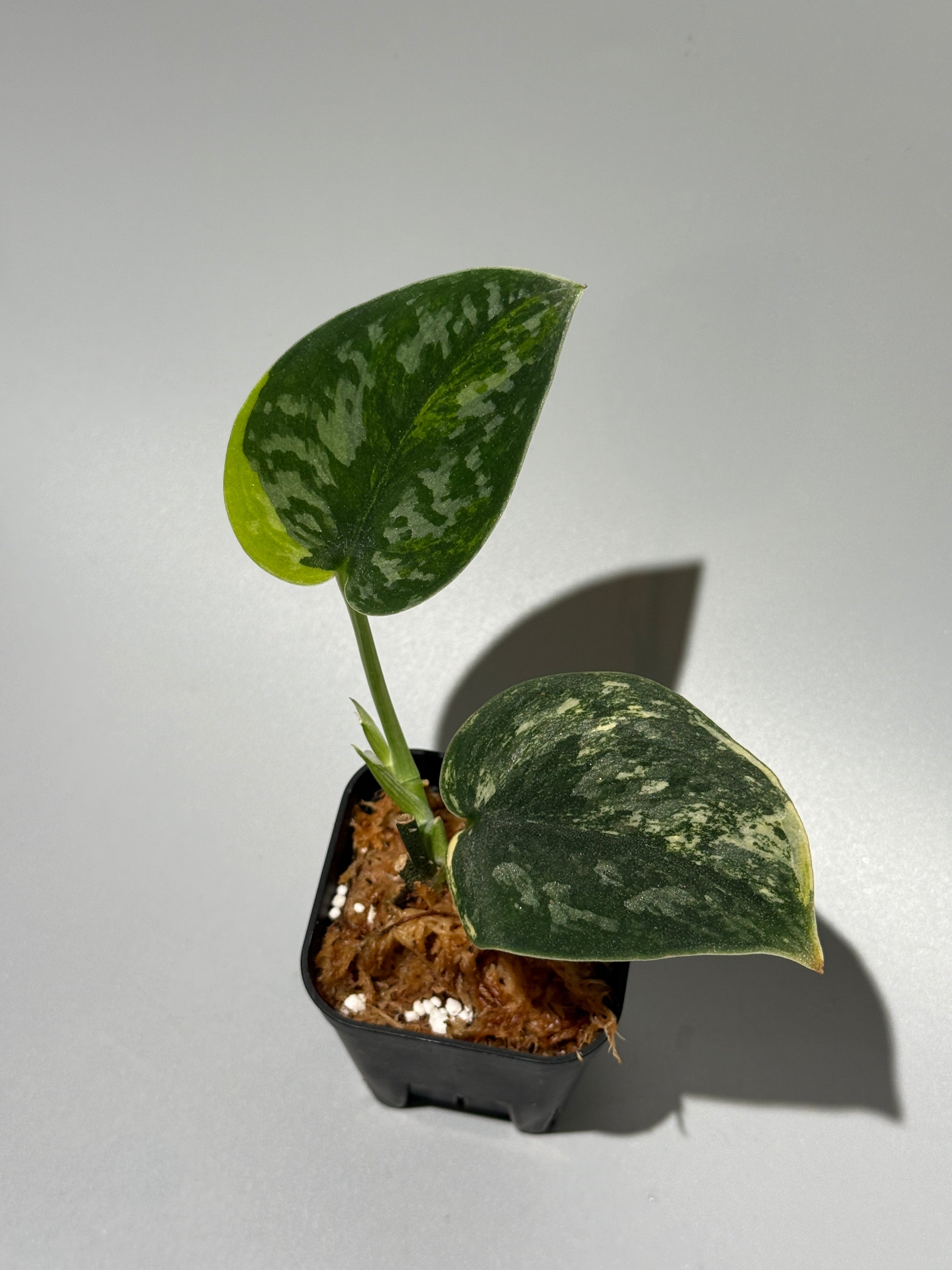 スキンダプサス グリーン ダイヤモンド / Scindapsus Green diamond (1)