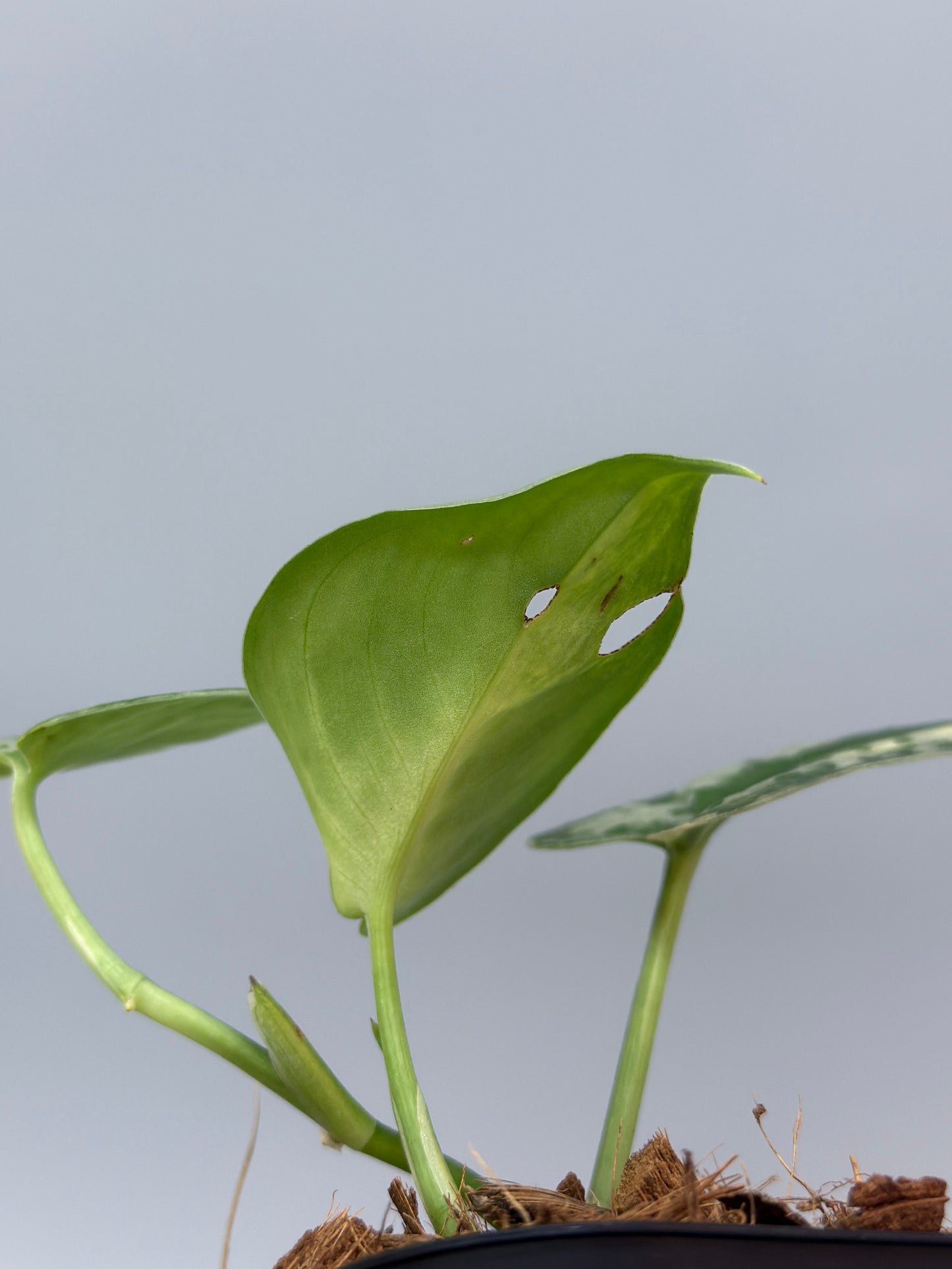 スキンダプサス バクダパティ / Scindapsus bakudapati (3)