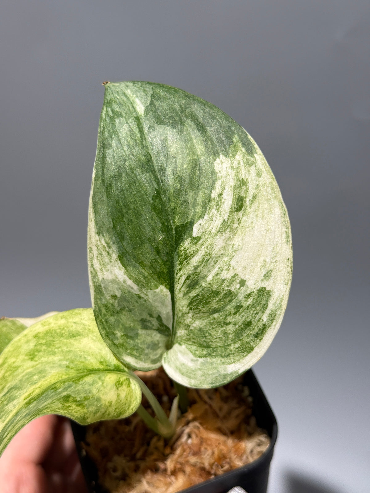 スキンダプサス ブルークラウド トリカラー / Scindapsus Exotica cloud tricolor (2)