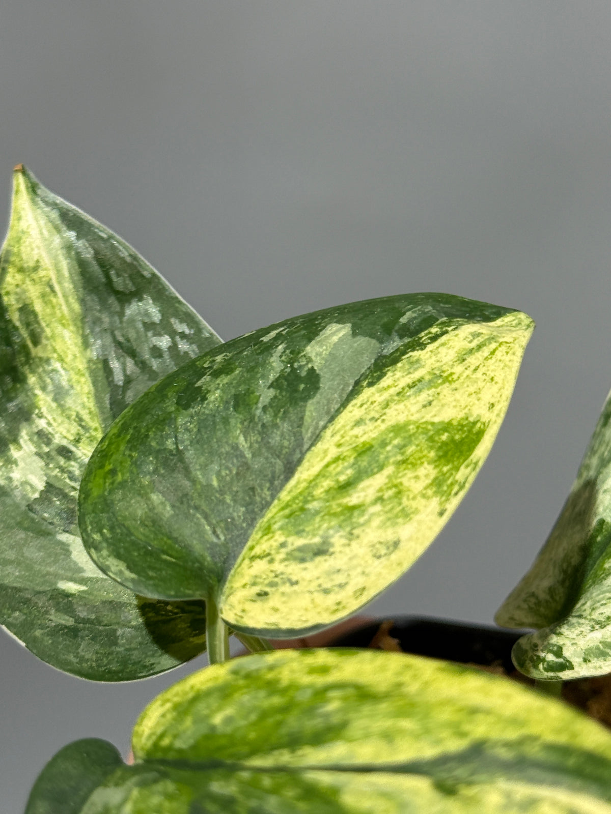 スキンダプサス エキゾチカ サラカ トリカラー  / Scindapsus Exotica salaka toricolor (1)
