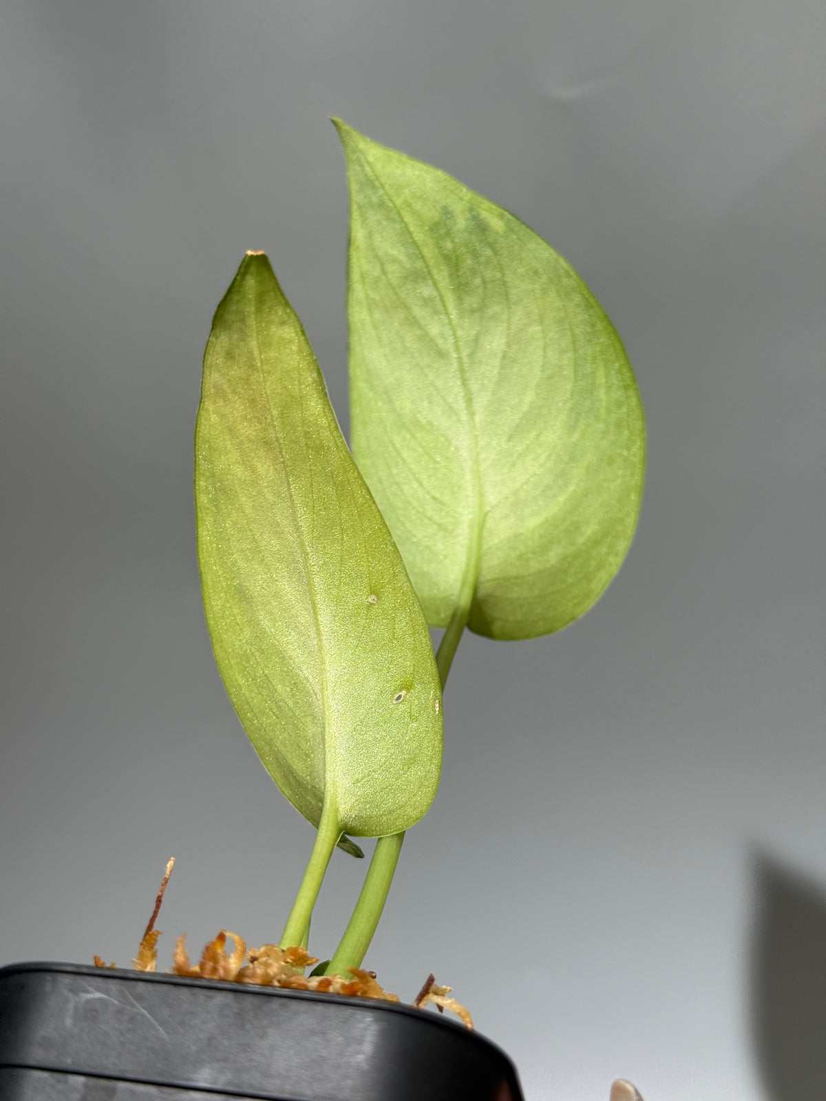 スキンダプサス ジェイドサテン エメラルド トリカラー ハーフムーン  / Scindapsus Jadesatin emerald tricolor halimoon (2)
