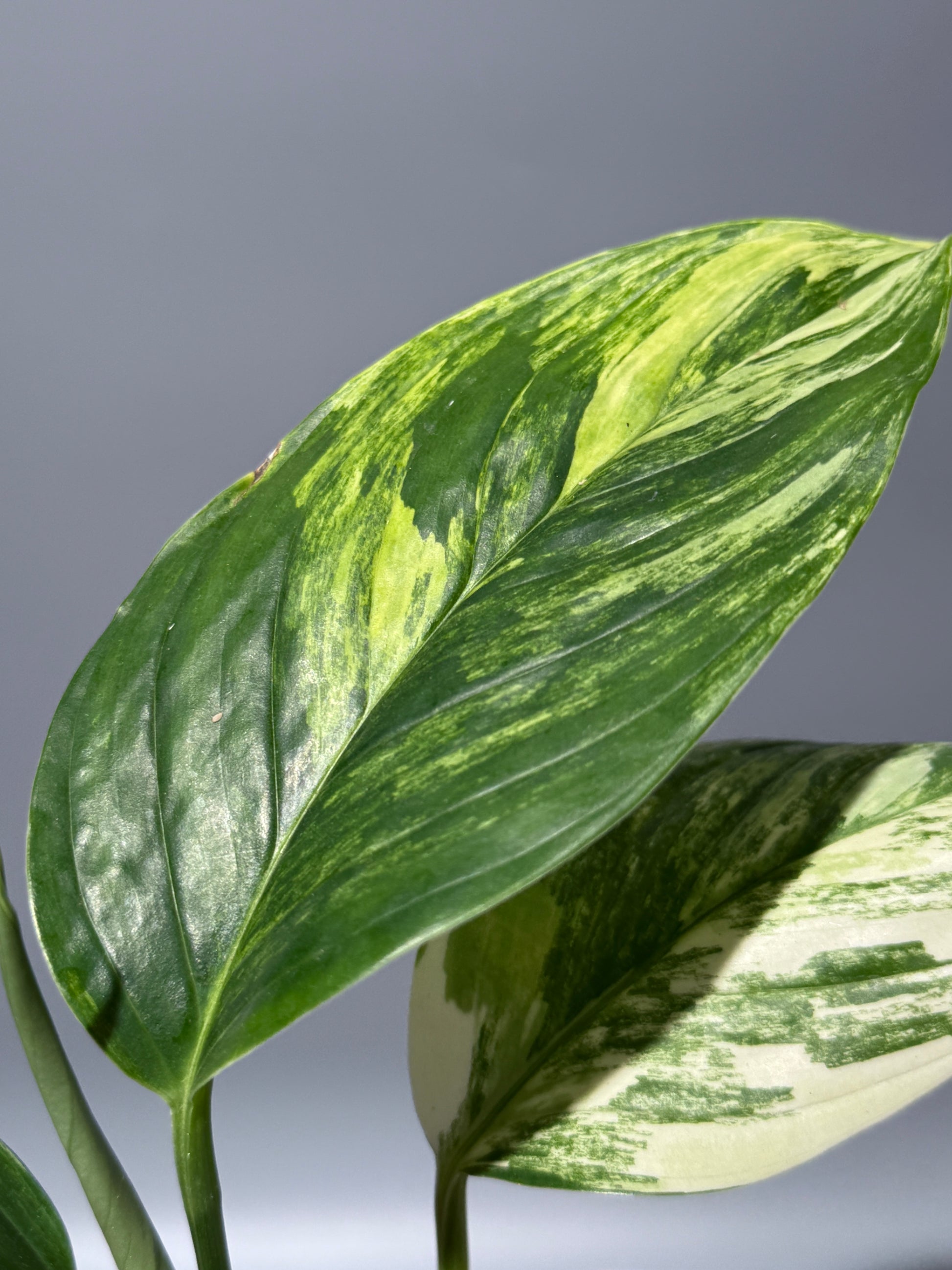 スキンダプサス ペラケンシス 斑入り / Scindapsus Perakensis var. (1)