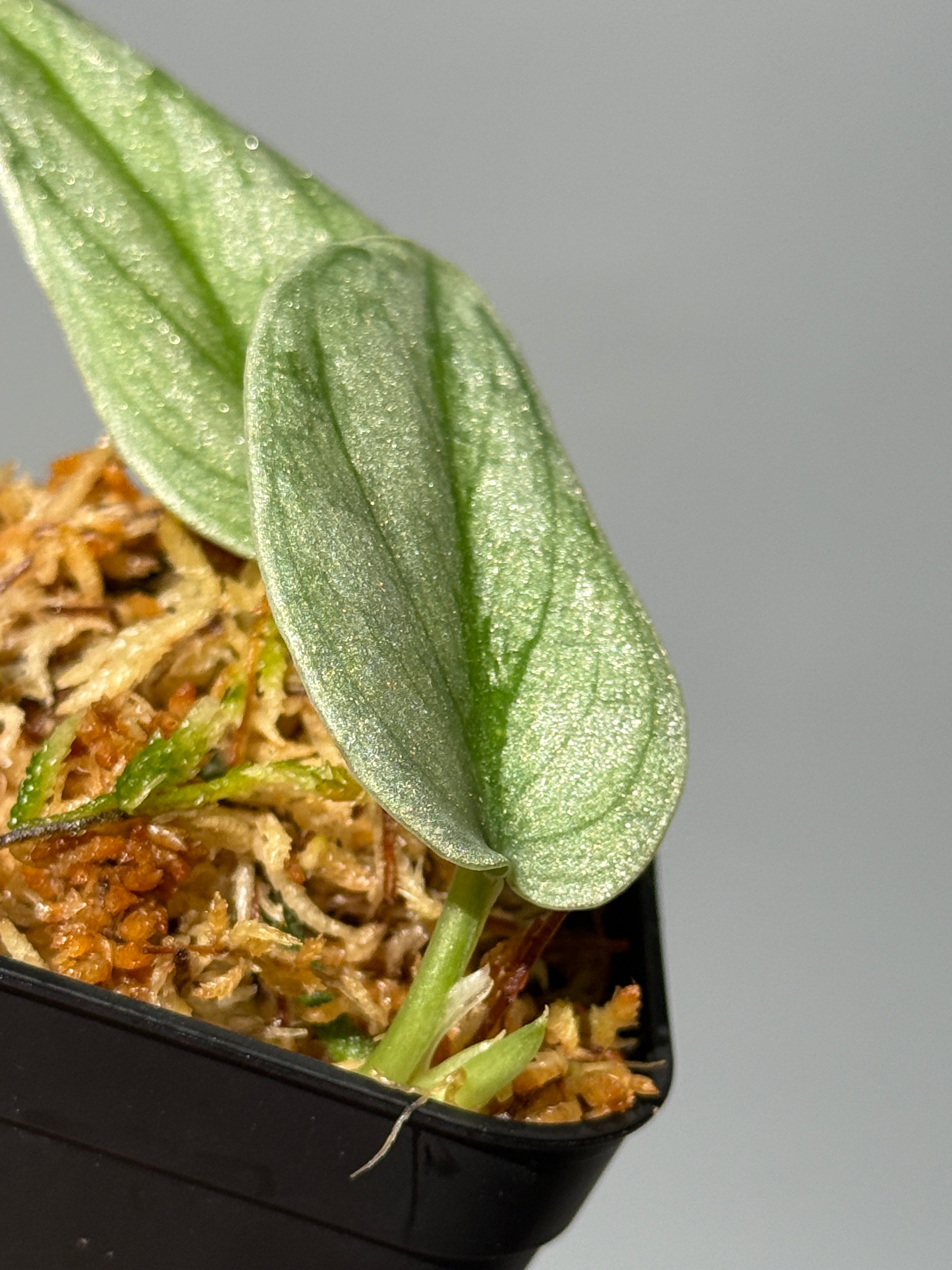 All Plants – Nakayama-Plants