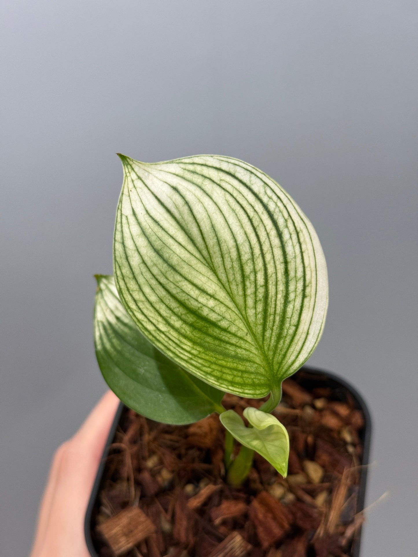 スキンダプサス ホワイトモンスター / Scindapsus whitemonster (5)