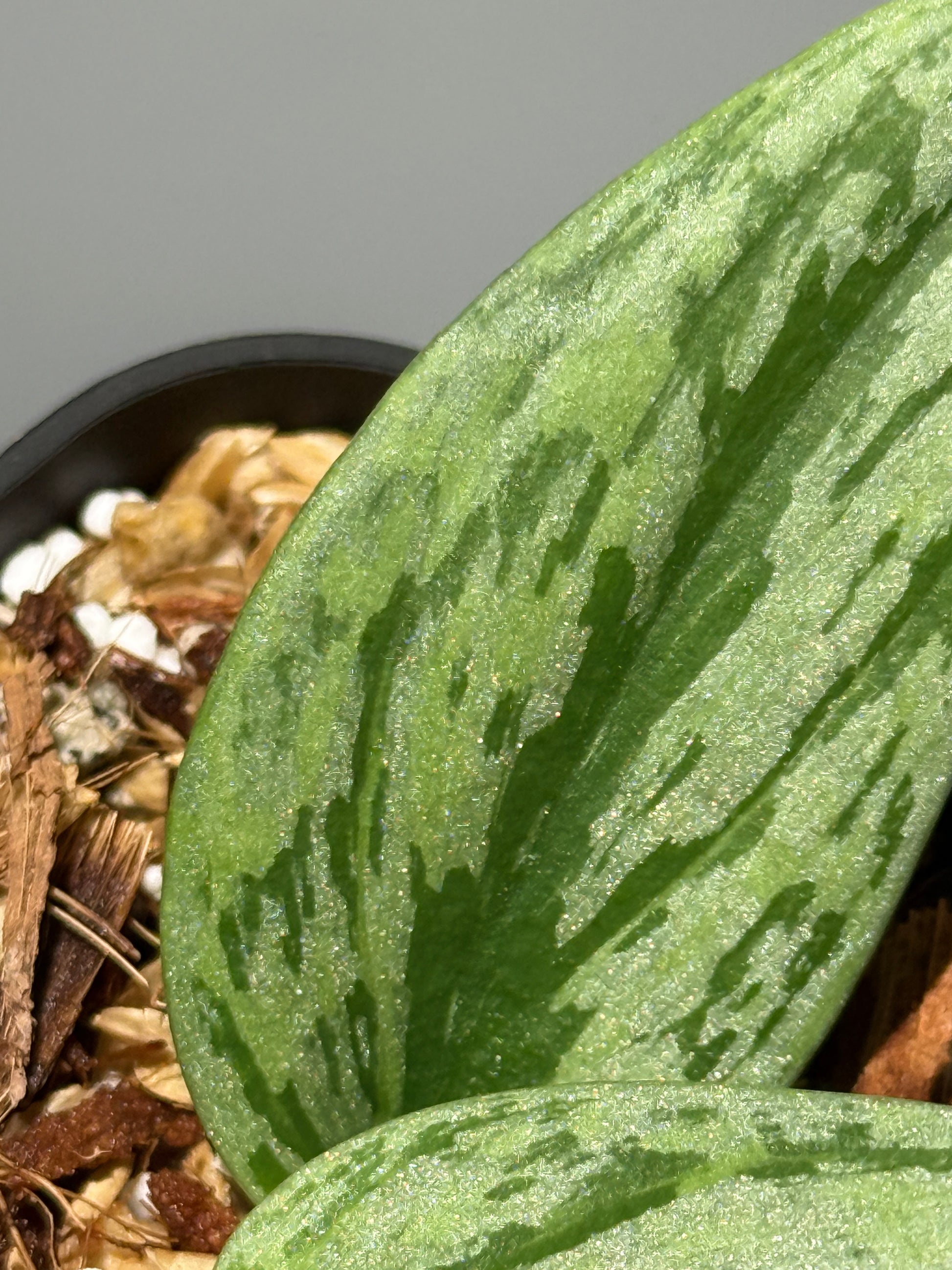 スキンダプサス グリーン アーミー トリカラー / Scindapsus Green army tricolor (1)