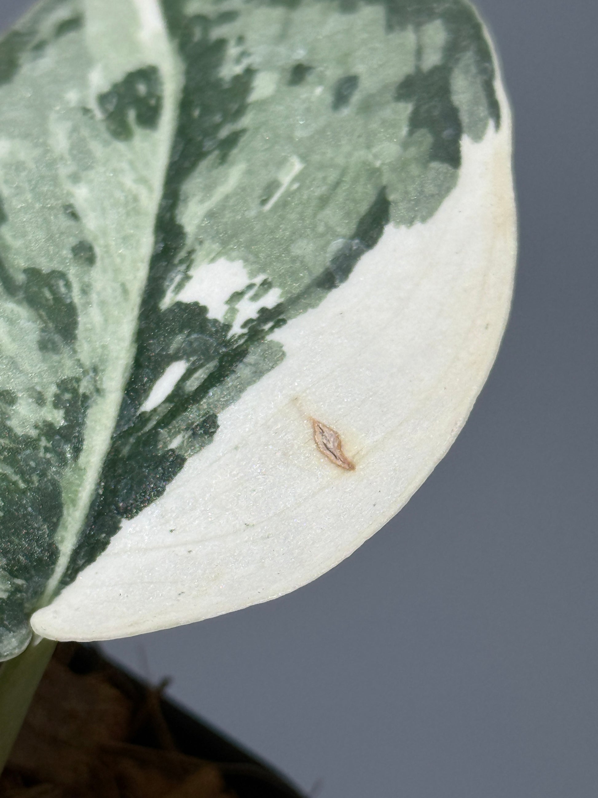 スキンダプサス マリポーサ / Scindapsus Mariposa(1)