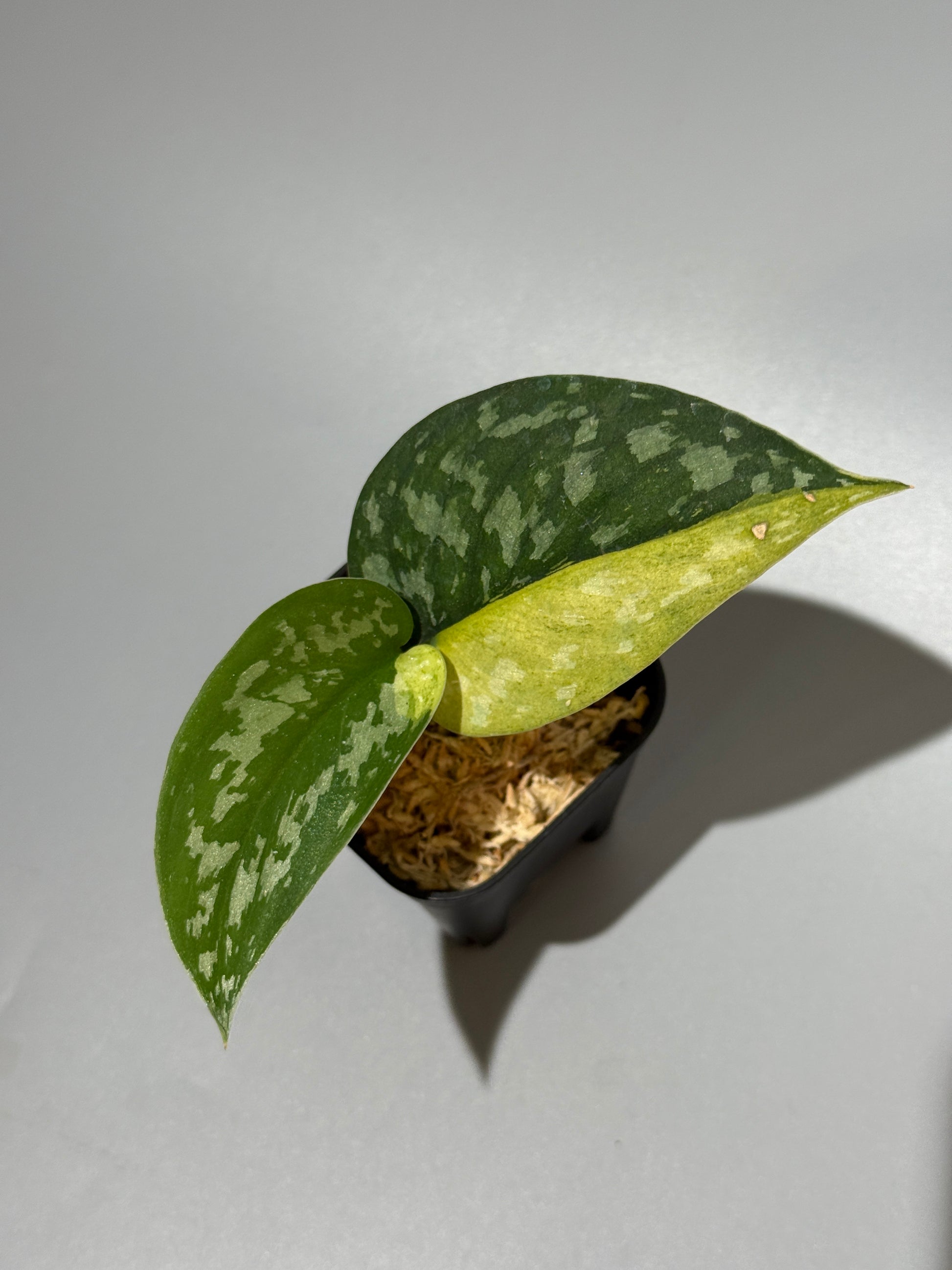 スキンダプサス マッチャ / Scindapsus matcha (1)