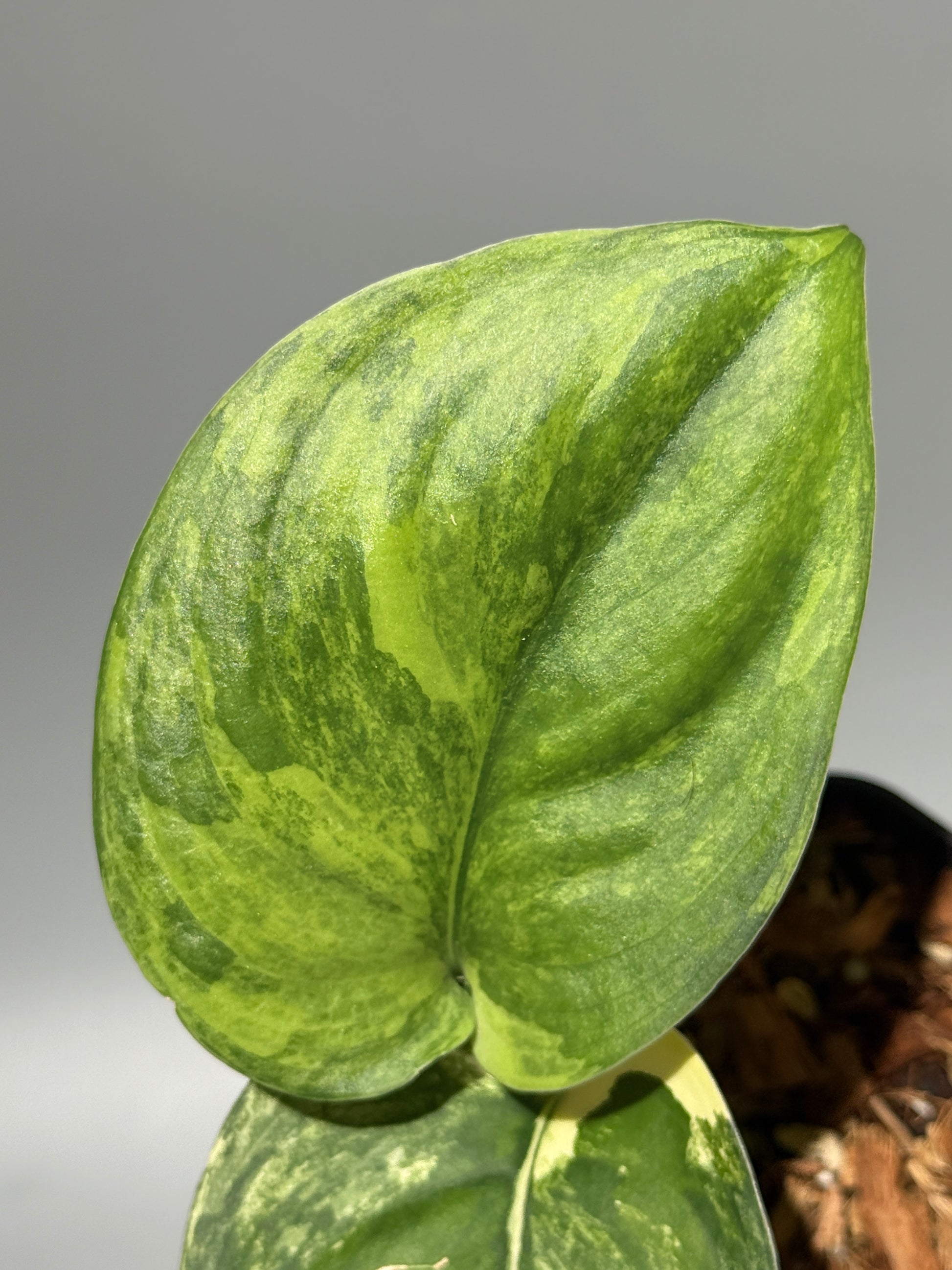 スキンダプサス ジェイドサテン オーレア  / Scindapsus jadesatin aurea (1)