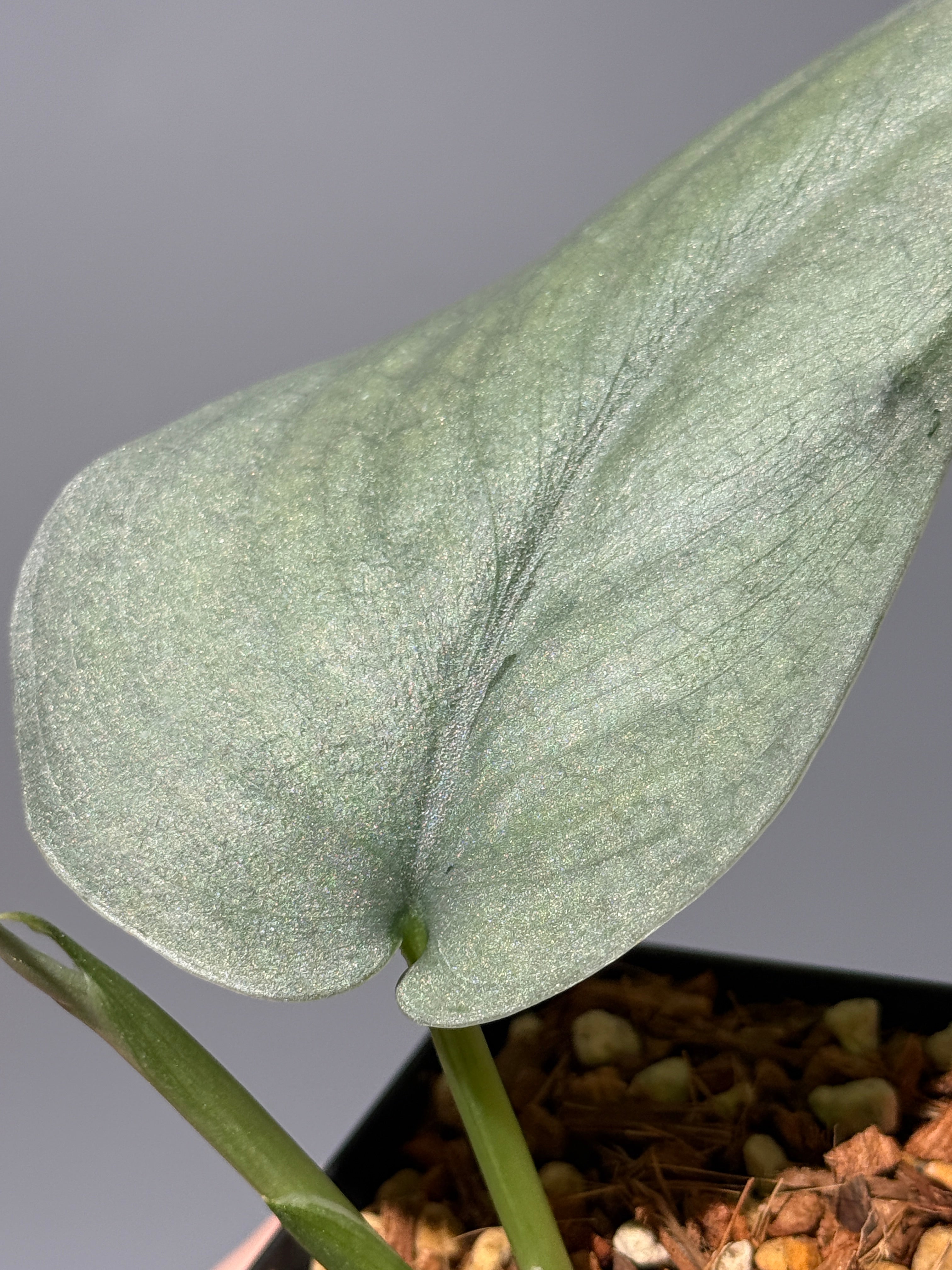All Plants – Page 2 – Nakayama-Plants