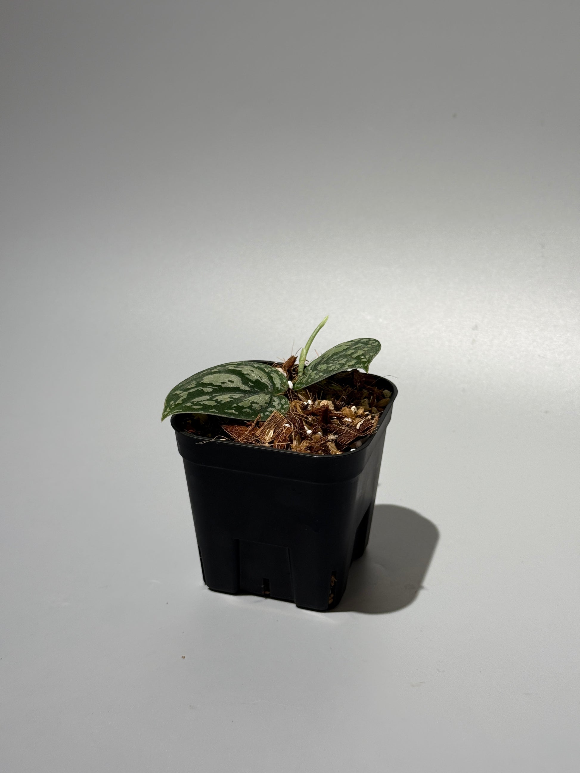 スキンダプサス トリカラー / Scindapsus tricolor (1)