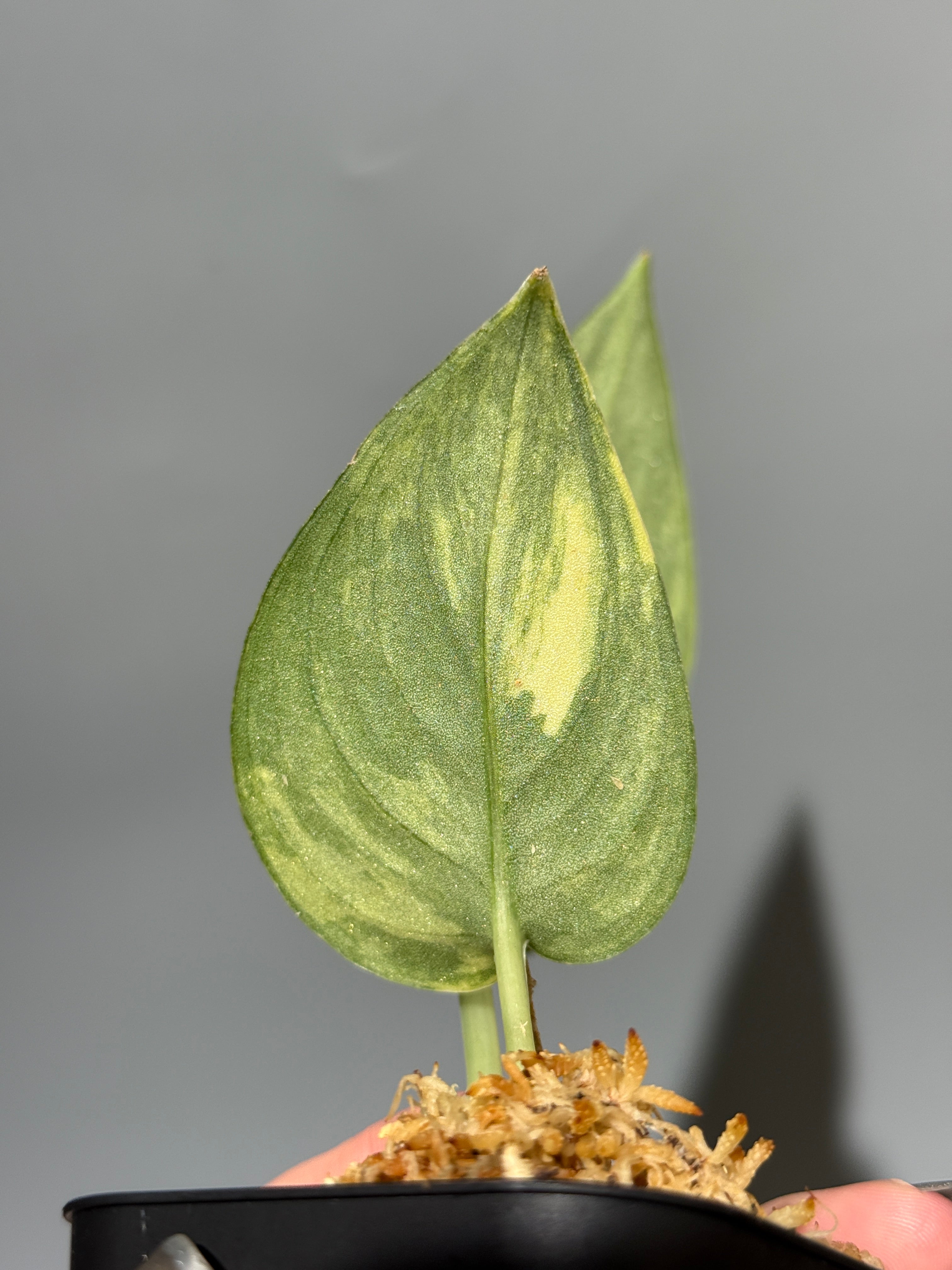 スキンダプサス グリーン ダイヤモンド / Scindapsus Green diamond (1
