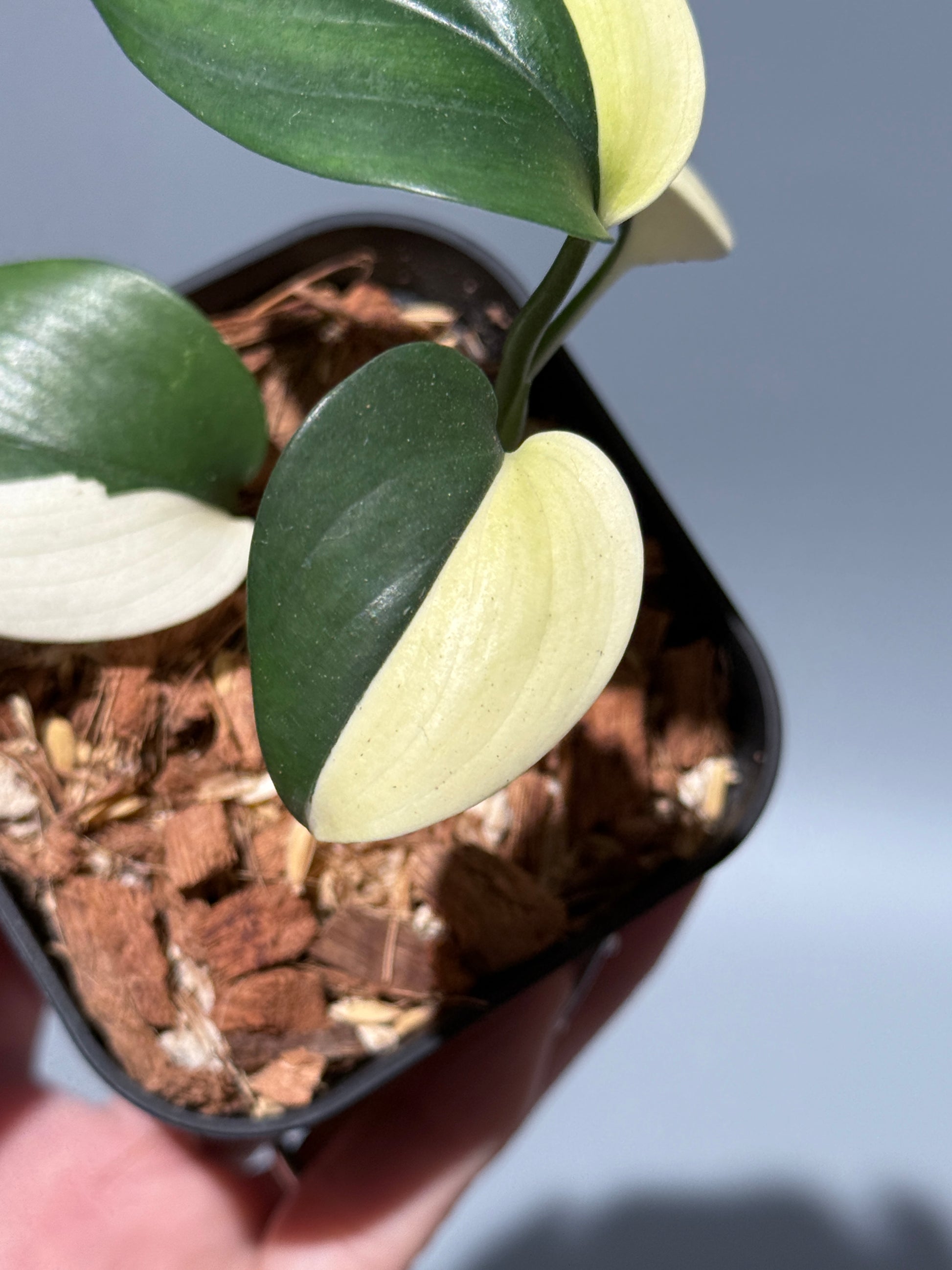 スキンダプサス ブルーアルボ  / Scindapsus Blue albo (1)