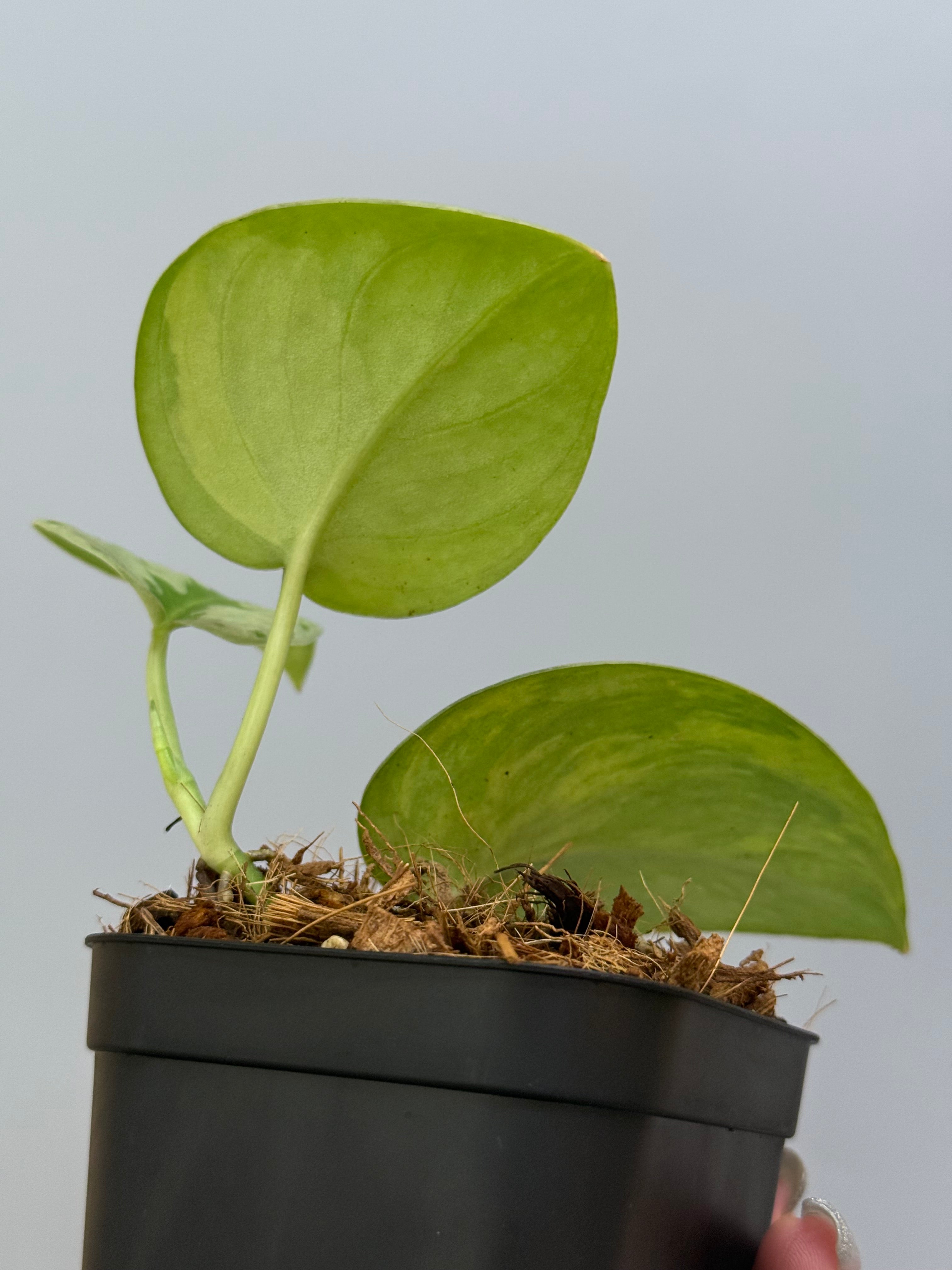 スキンダプサス ユパ スキンダプサス ユパ / Scindapsus Yupa (1) – Nakayama-Plants