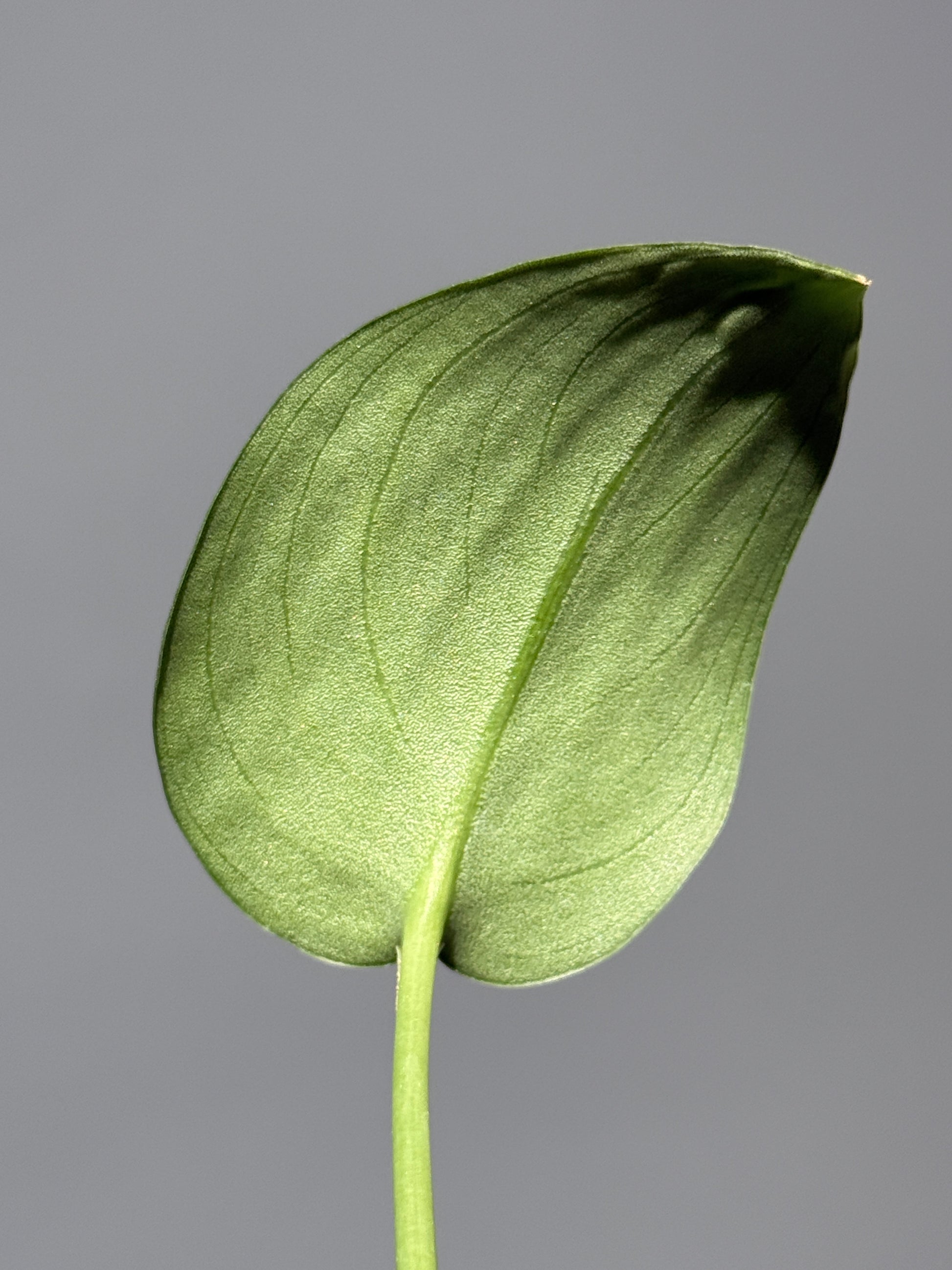 スキンダプサス  Sp.カリマンタン / Scindapsus Sp.Kalimantan (1)