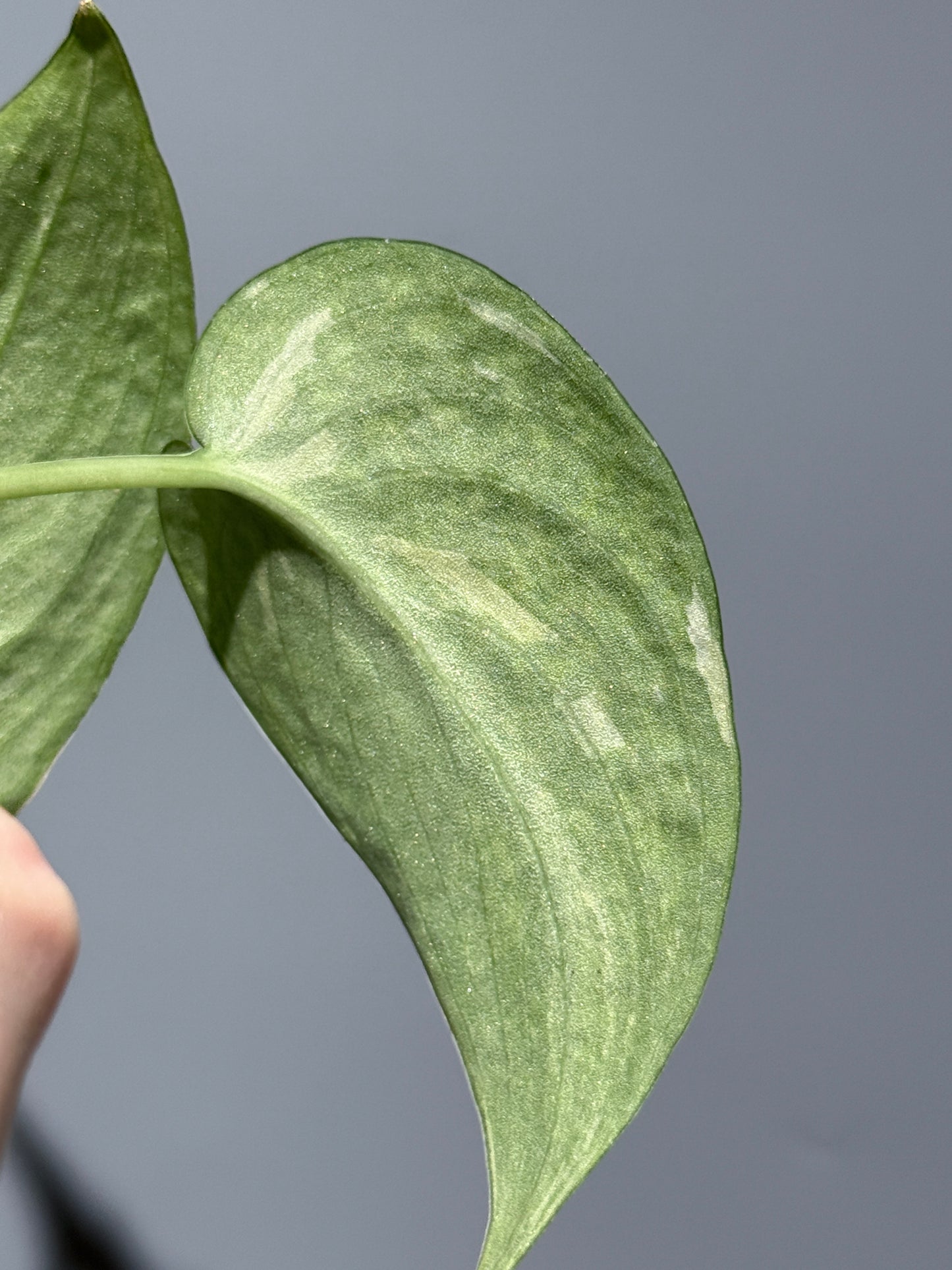 スキンダプサス レオパード / Scindapsus Leopard (1)