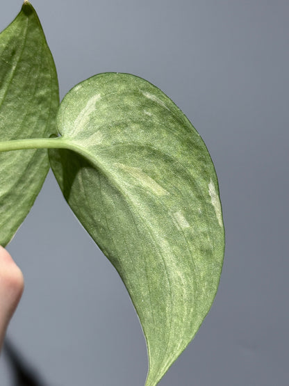 スキンダプサス レオパード / Scindapsus Leopard (1)