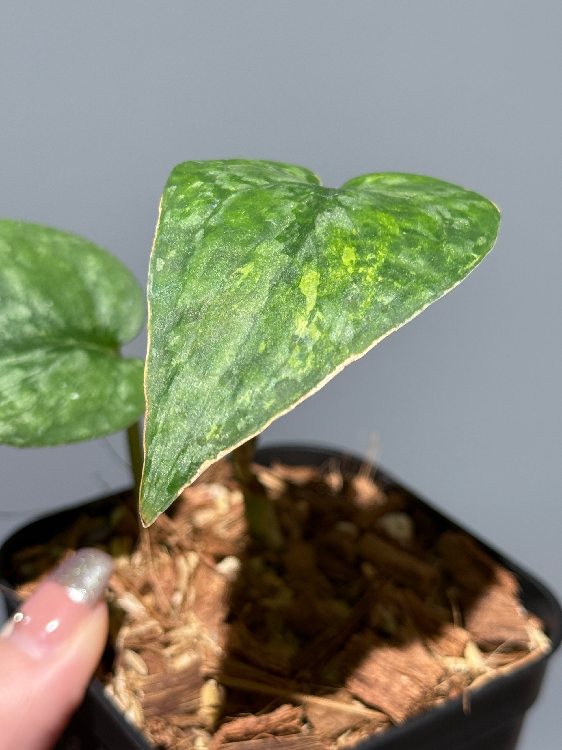 スキンダプサス レオパード / Scindapsus Leopard (1)