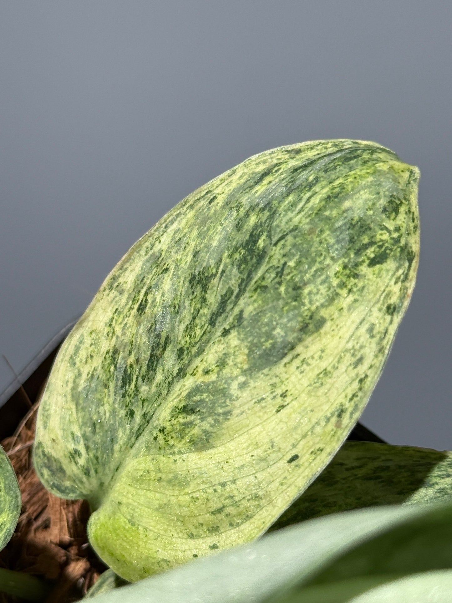 スキンダプサス テンバガ  / Scindapsus Tembaga (1)