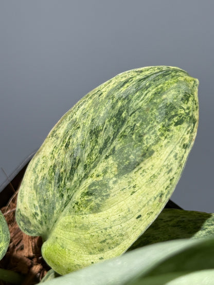 スキンダプサス テンバガ  / Scindapsus Tembaga (1)